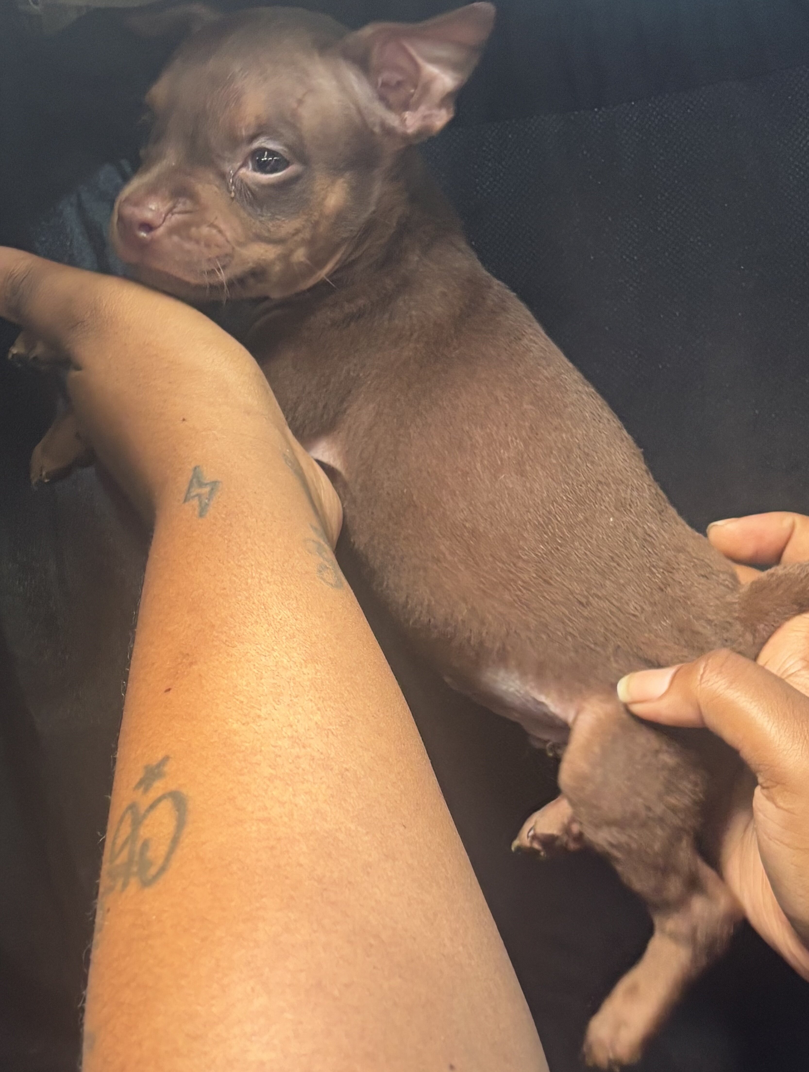 Chocolate Tri Color Red Nose Pitbull puppies image 4