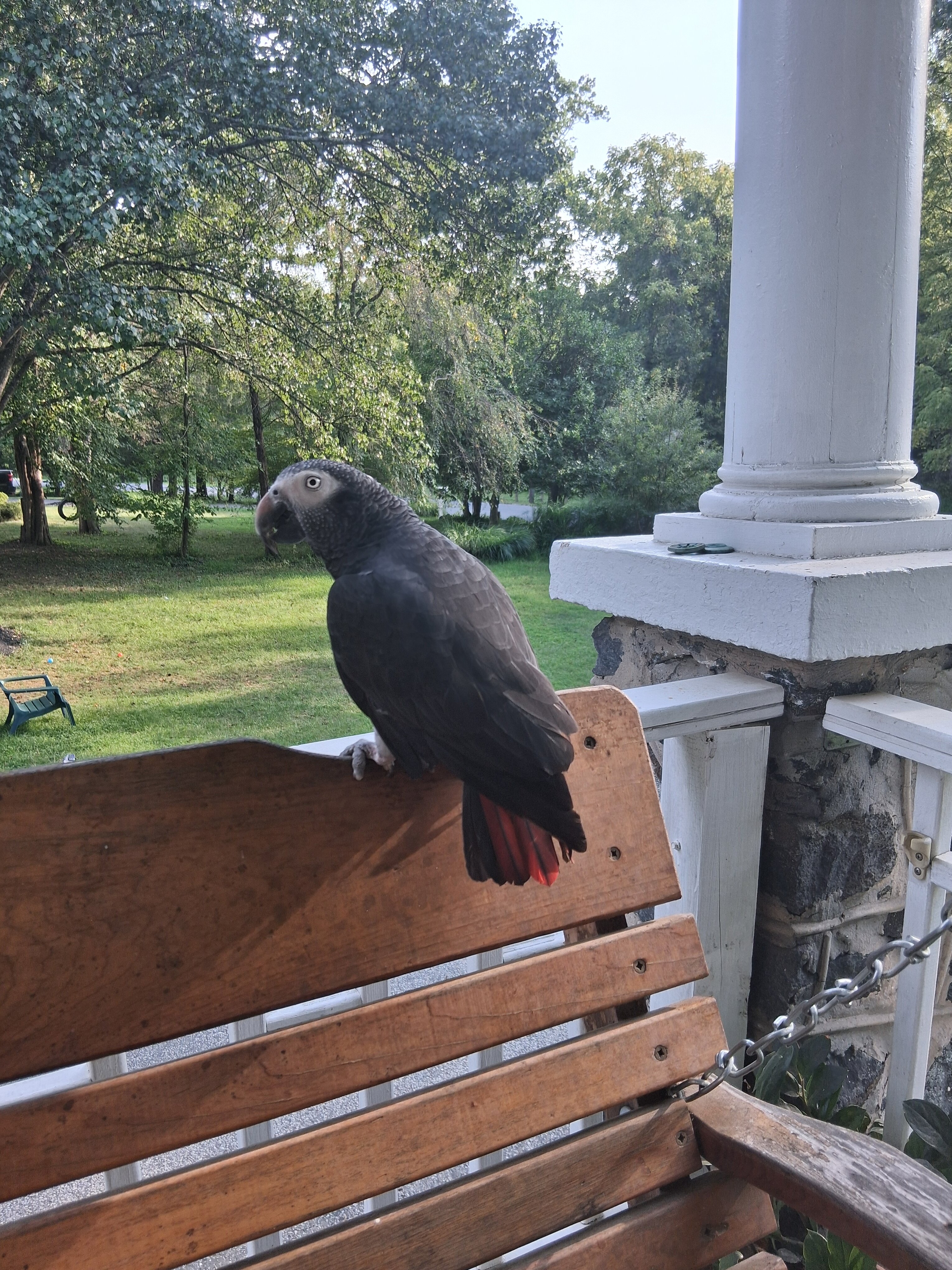 Timneh african grey image 4