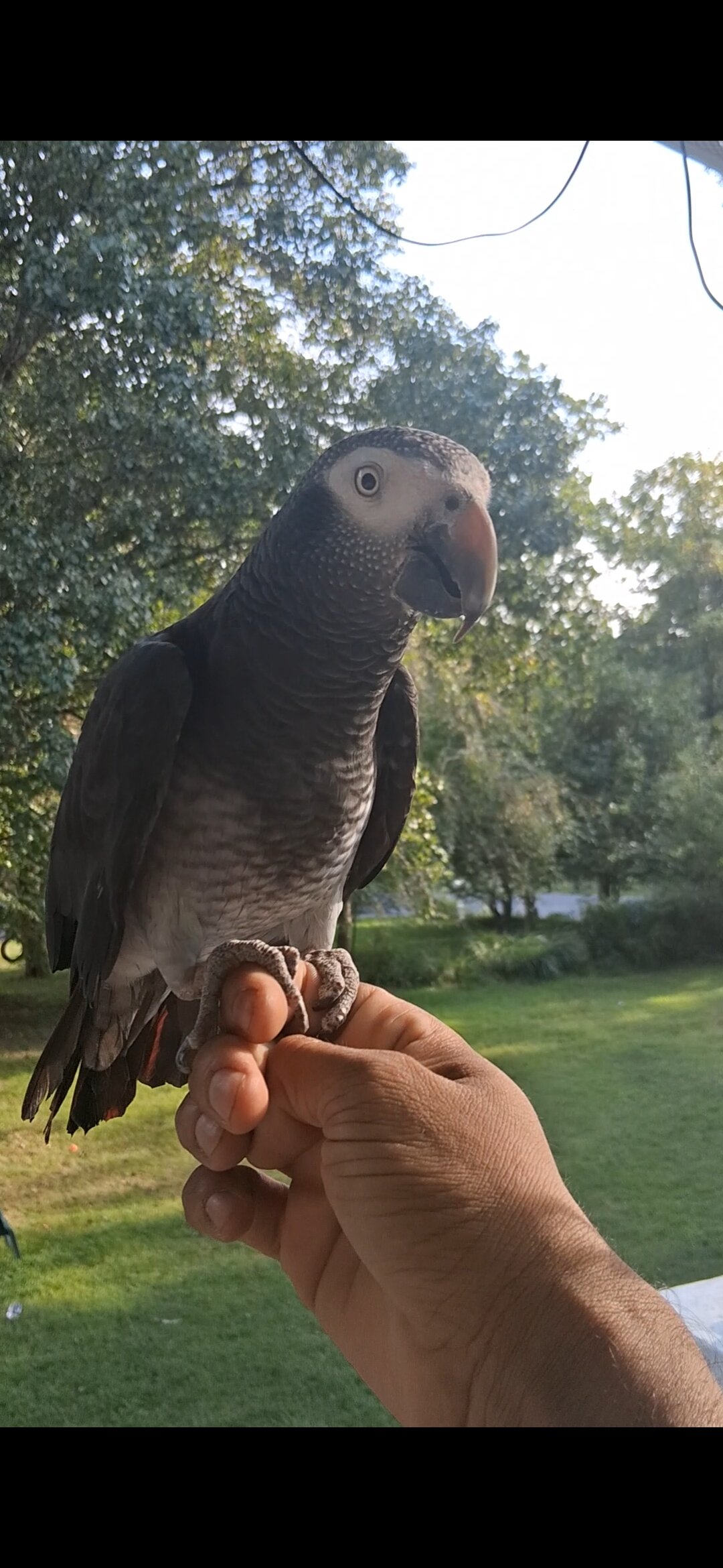 Timneh african grey image 1
