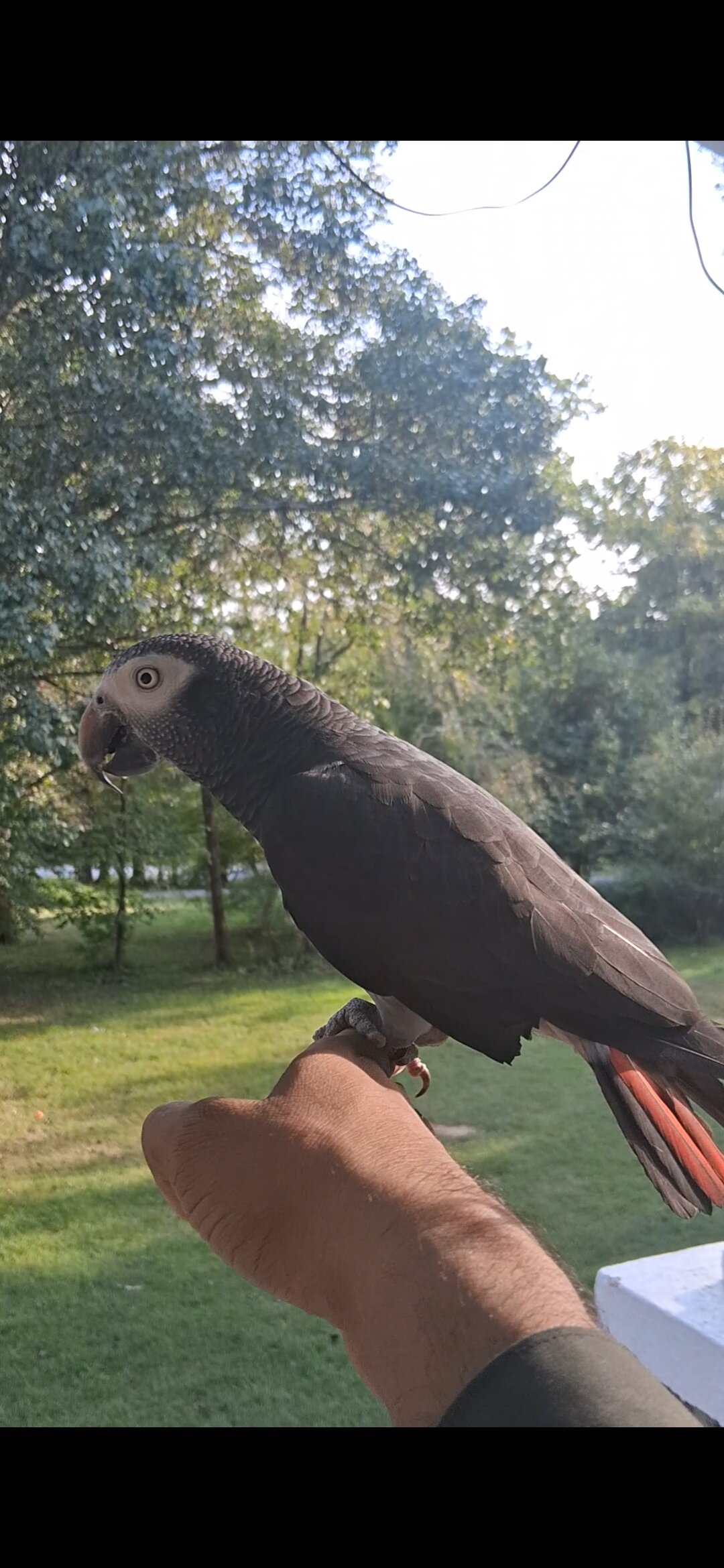 Timneh african grey image 5