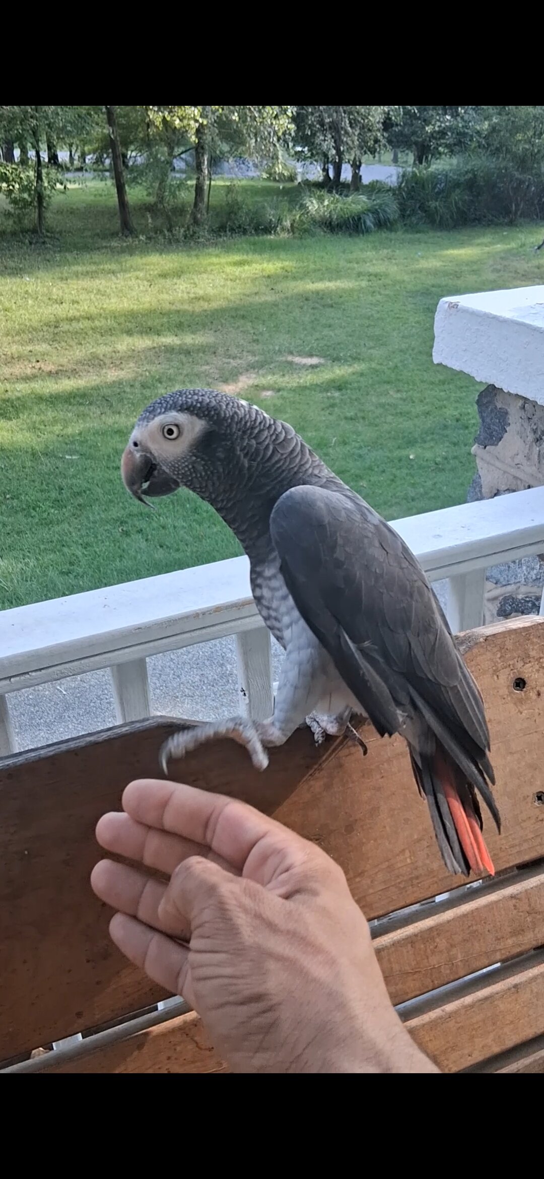 Timneh african grey image 2