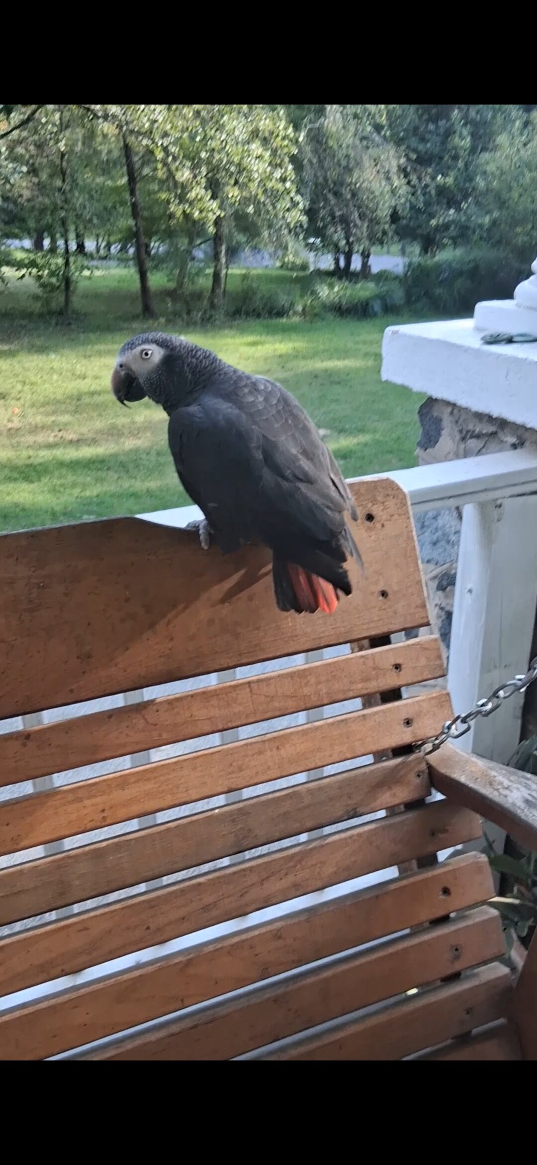 Timneh african grey image 3