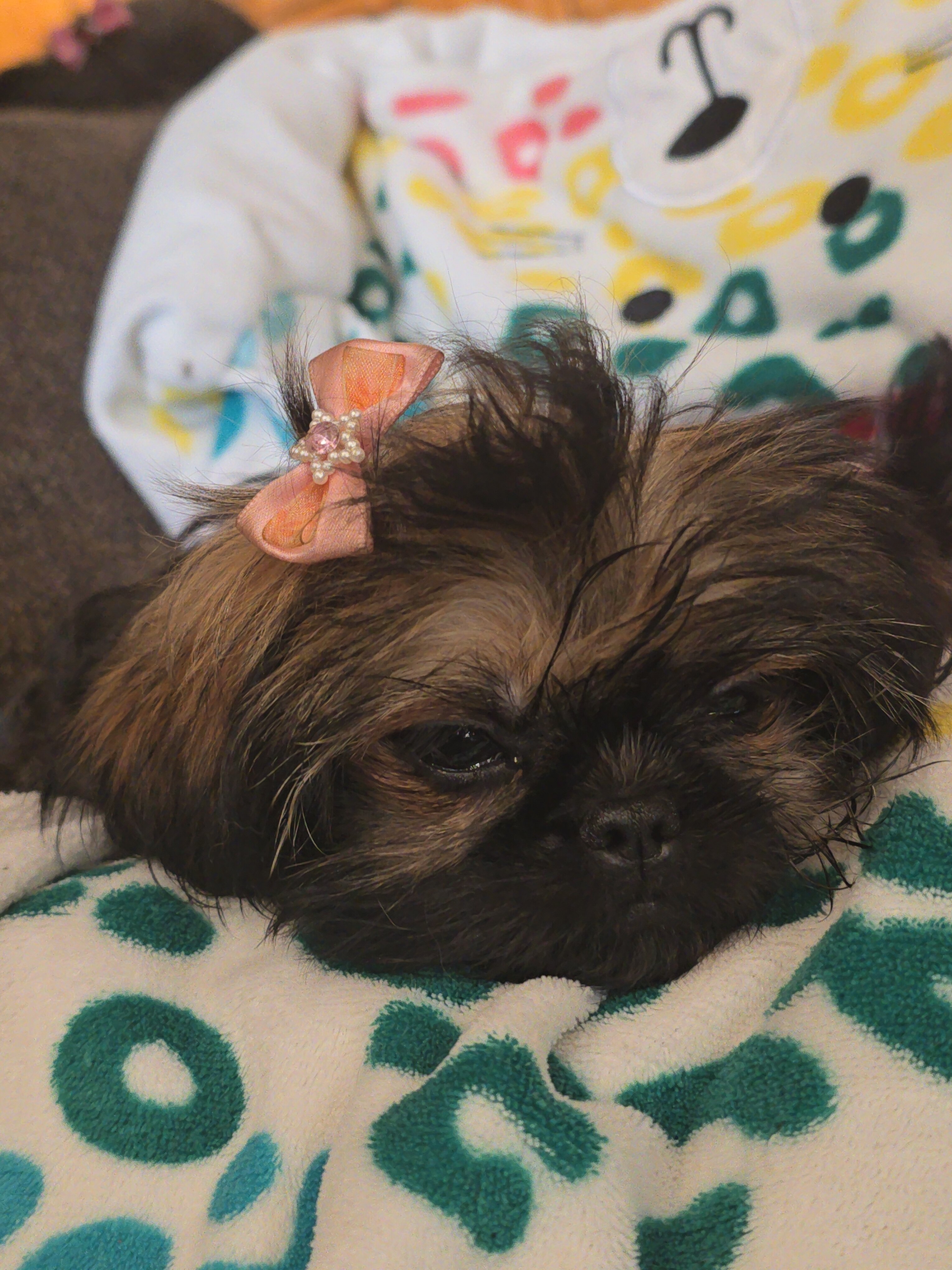 AKC Shih Tzu puppies. image 1