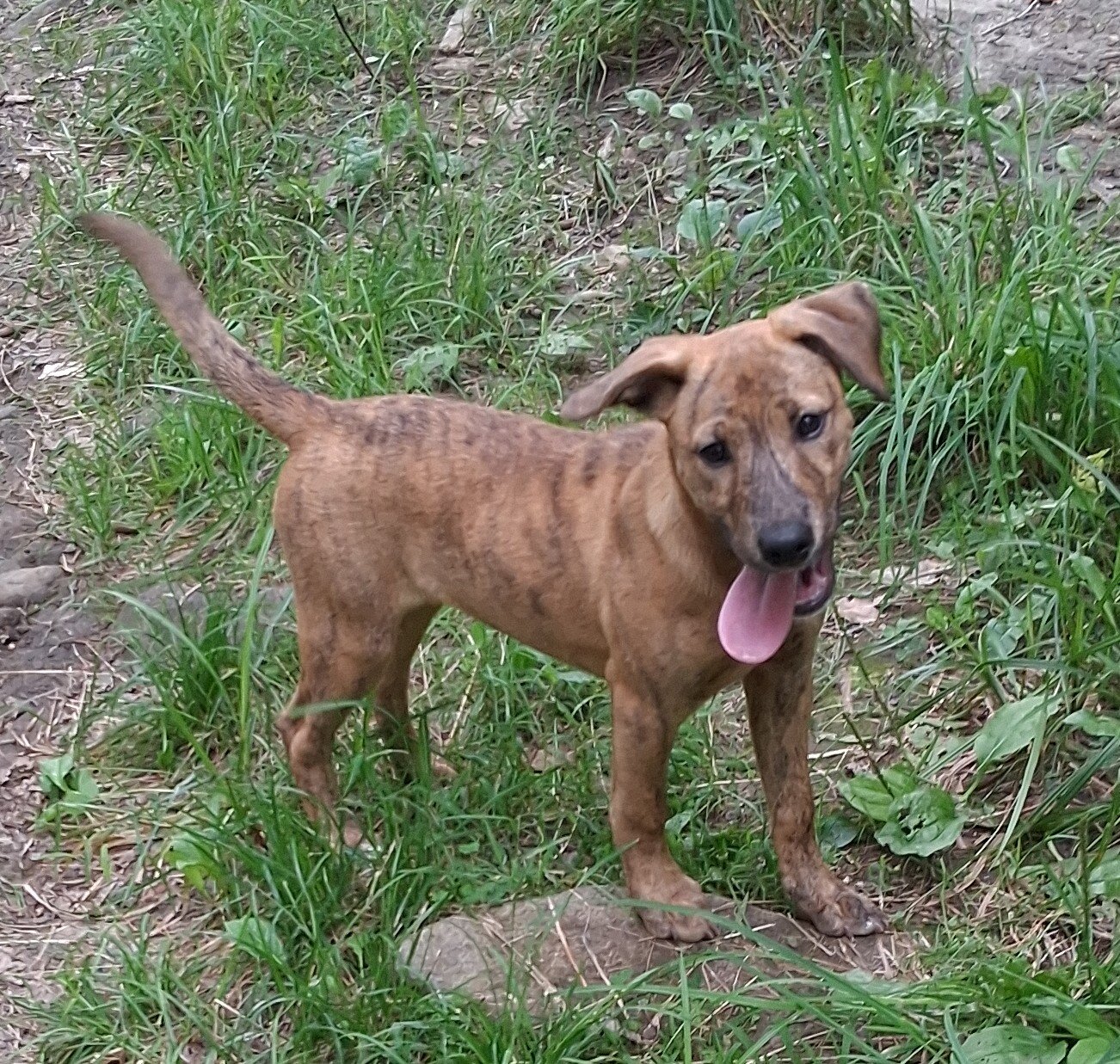 Lab hound female image 1