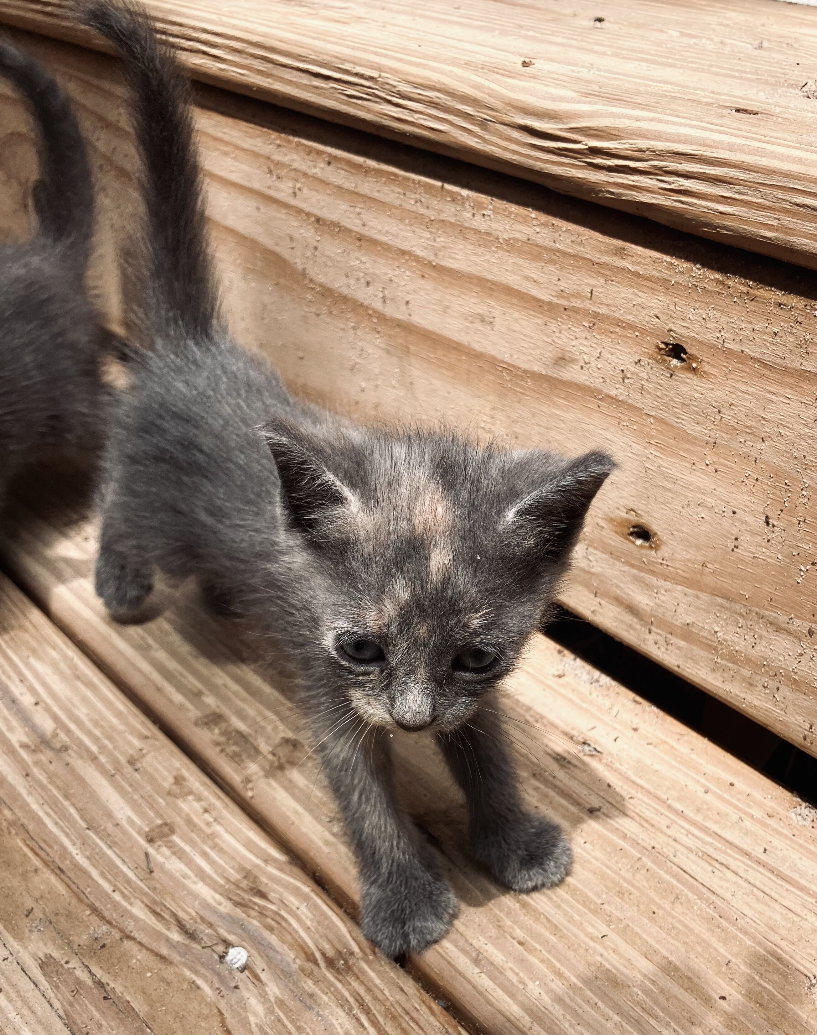 Beautiful "Millennial Gray" and Dilute Tortie Kitt image 5