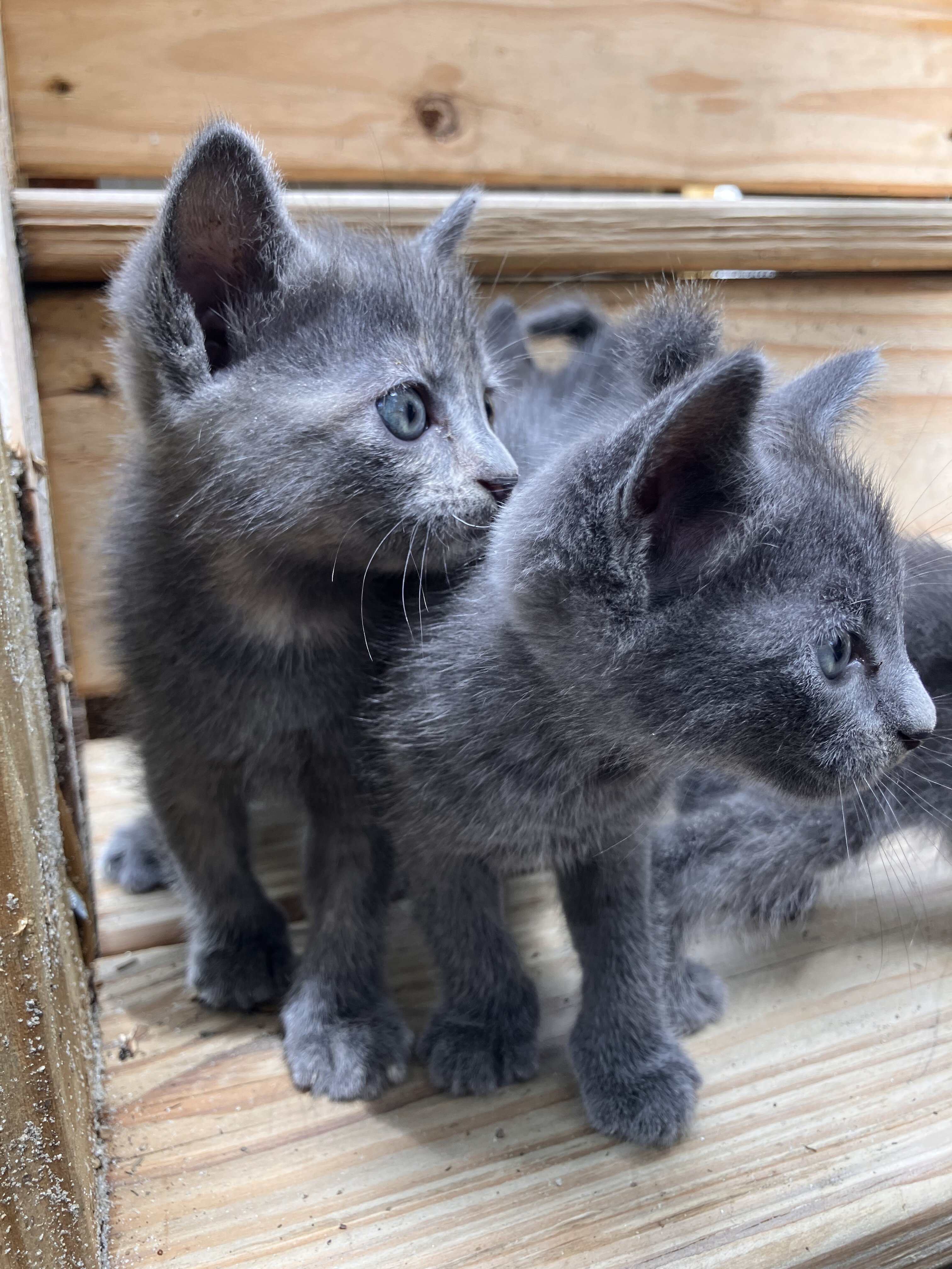 Beautiful "Millennial Gray" and Dilute Tortie Kitt image 2