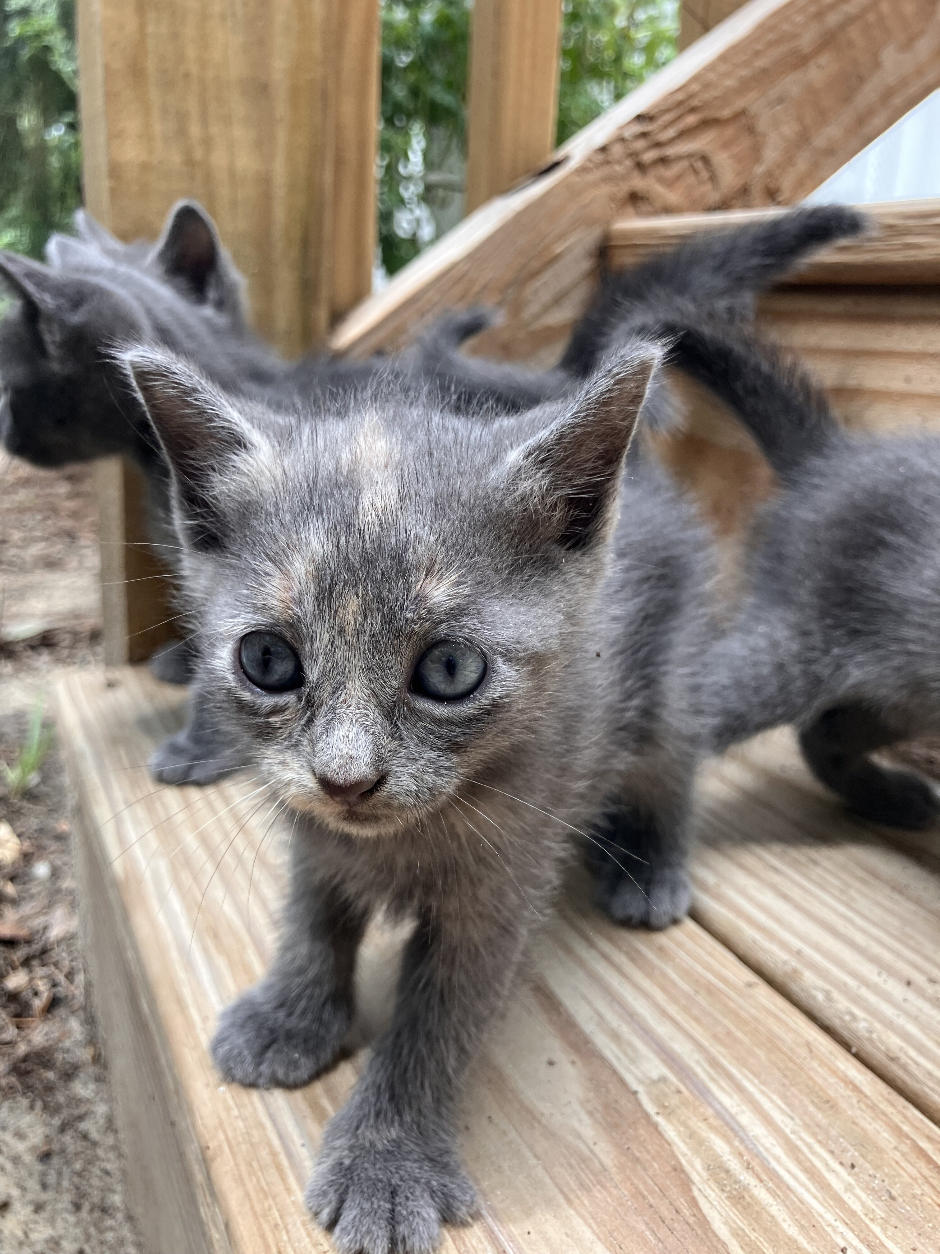 Beautiful "Millennial Gray" and Dilute Tortie Kitt image 1