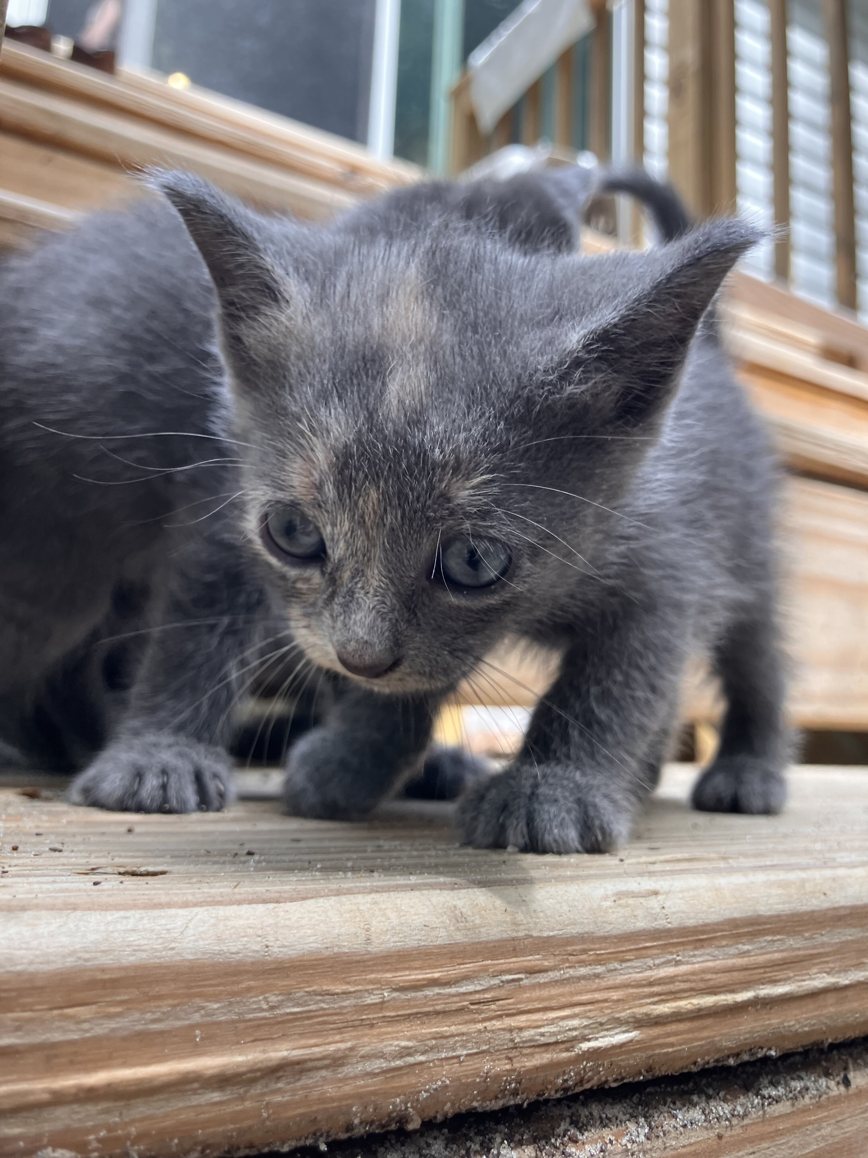 Beautiful "Millennial Gray" and Dilute Tortie Kitt image 3