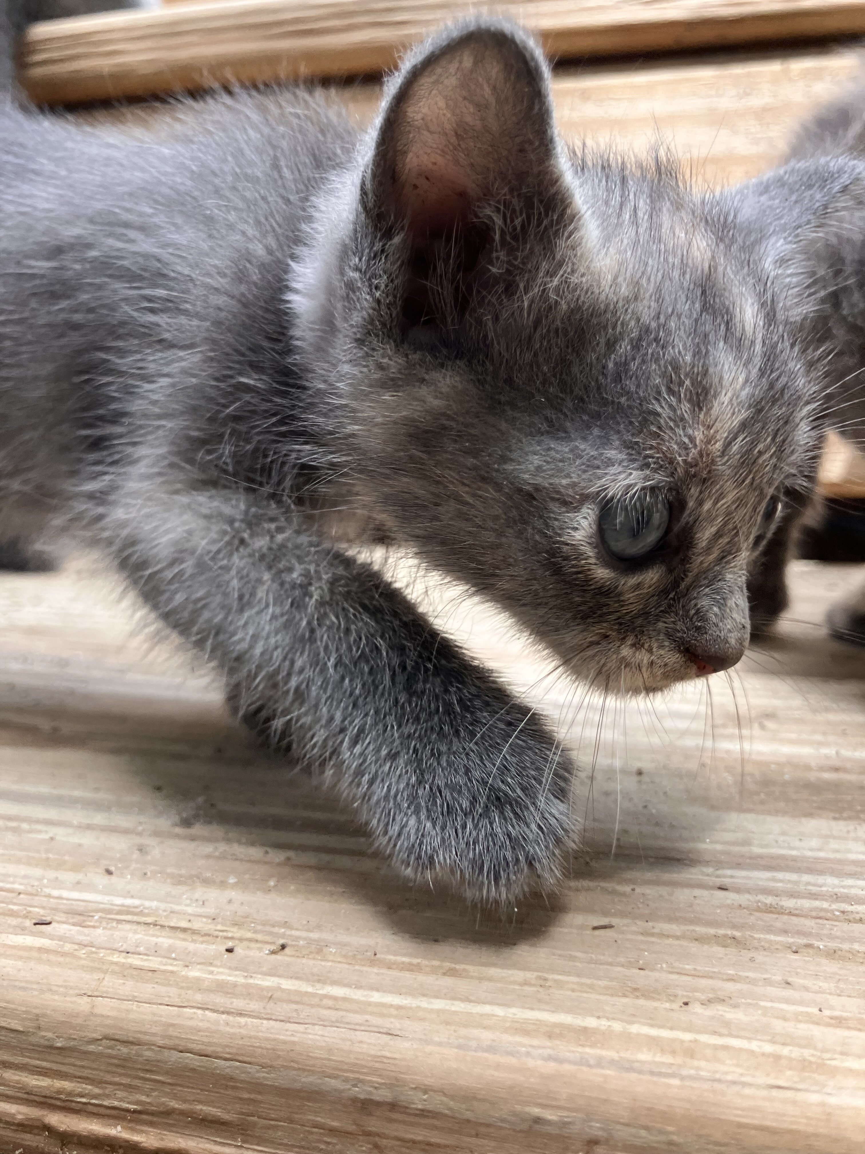 Beautiful "Millennial Gray" and Dilute Tortie Kitt image 4