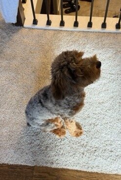 Cockapoo image 2