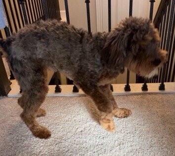 Cockapoo image 3