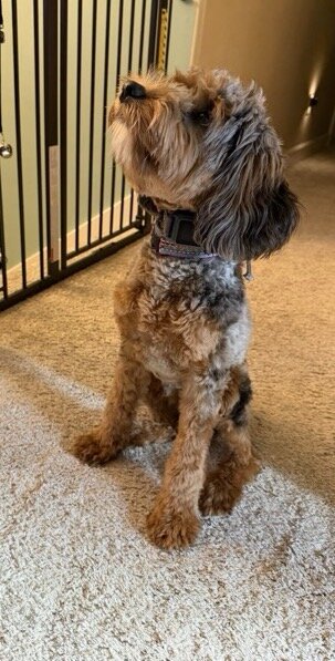 Cockapoo image 1