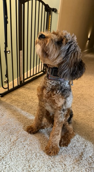 Cockapoo image 4