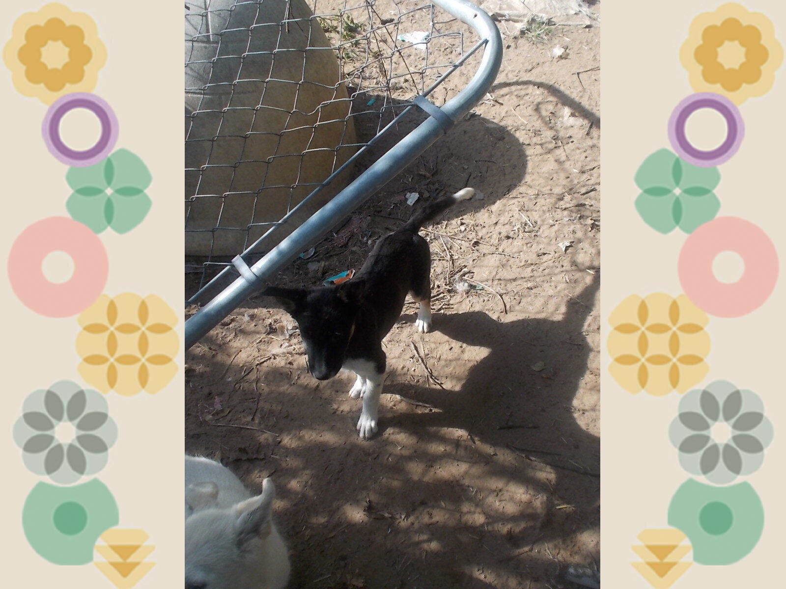austrailian Shepard/border collie puos image 4