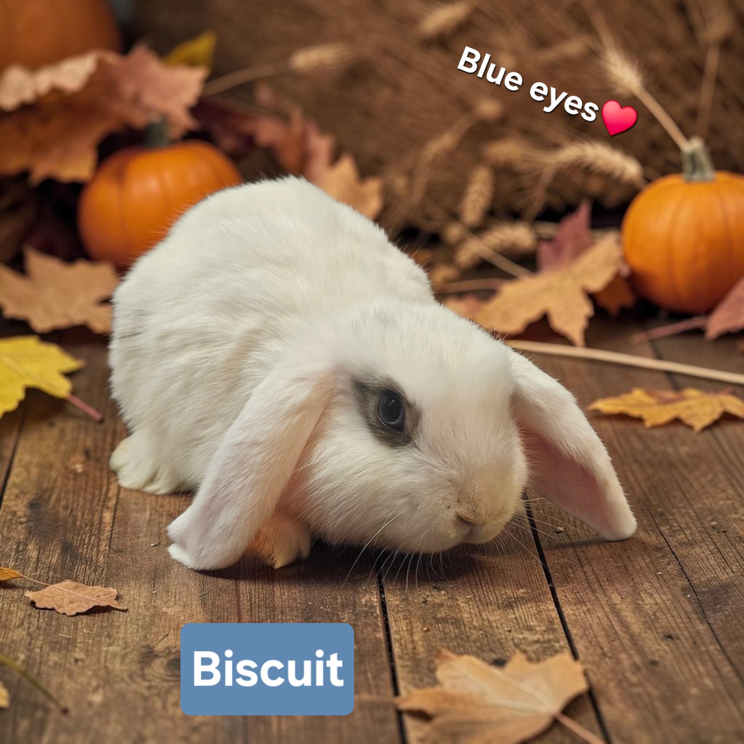 Adorable Holland lop babies image 4