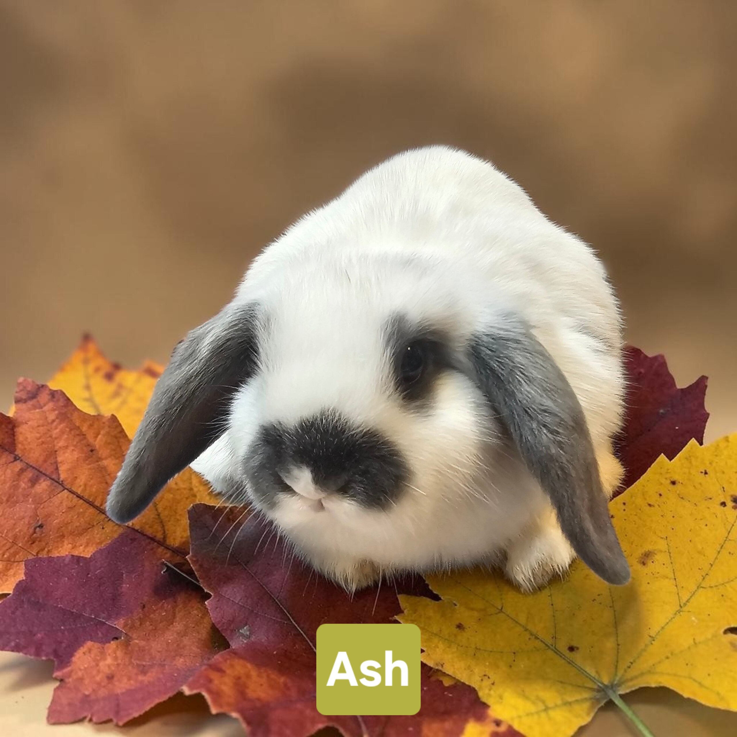Adorable Holland lop babies image 2