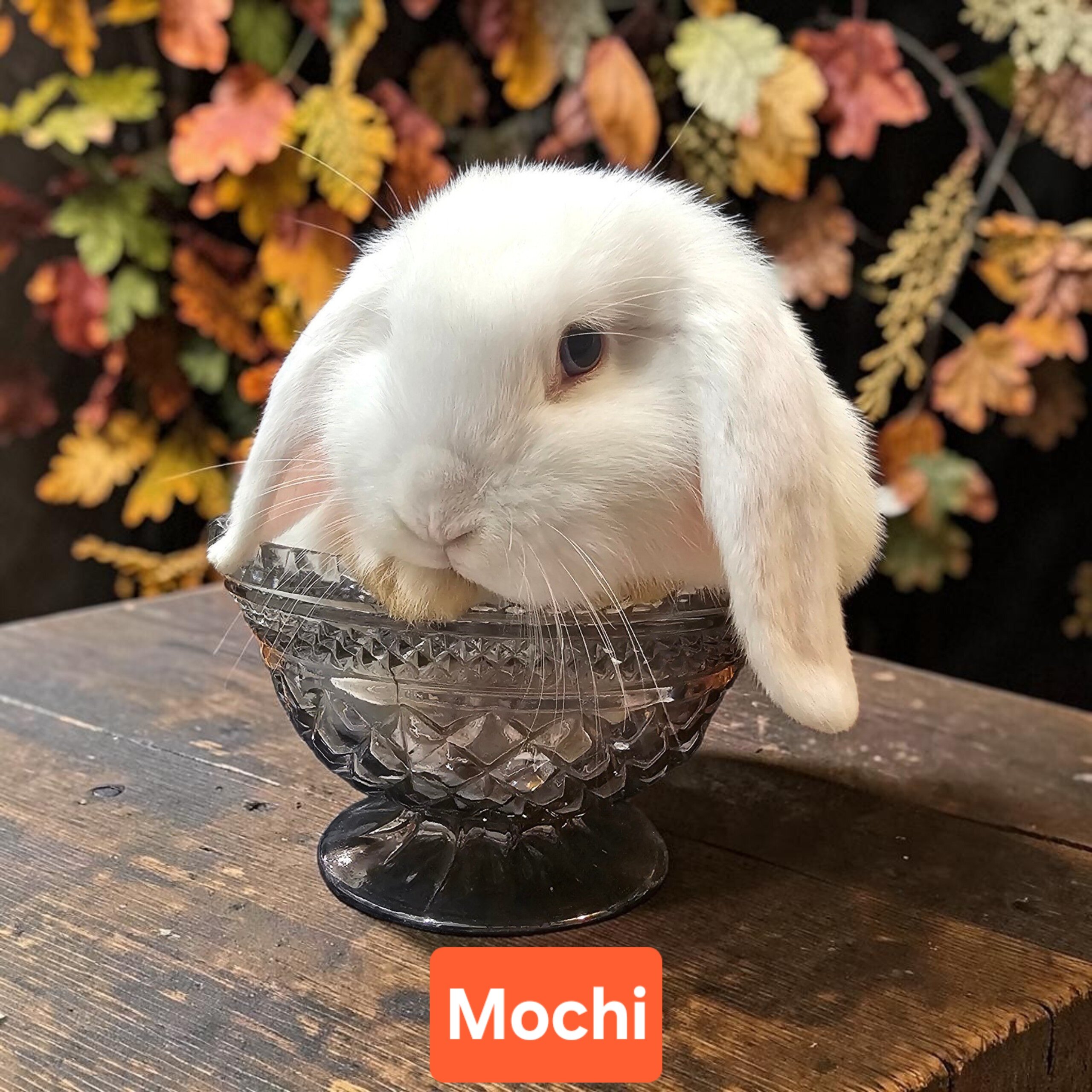 Adorable Holland lop babies image 3