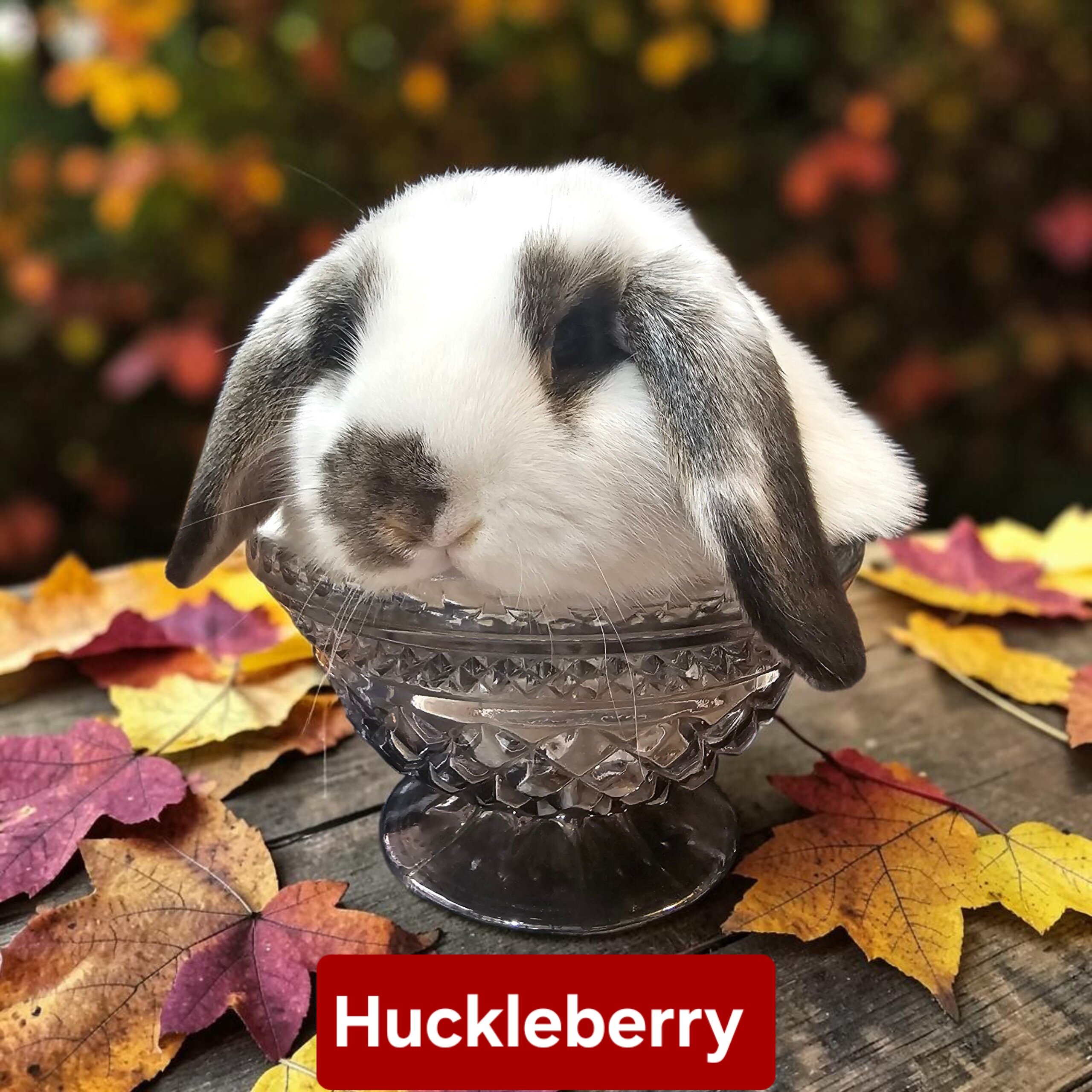 Adorable Holland lop babies image 1
