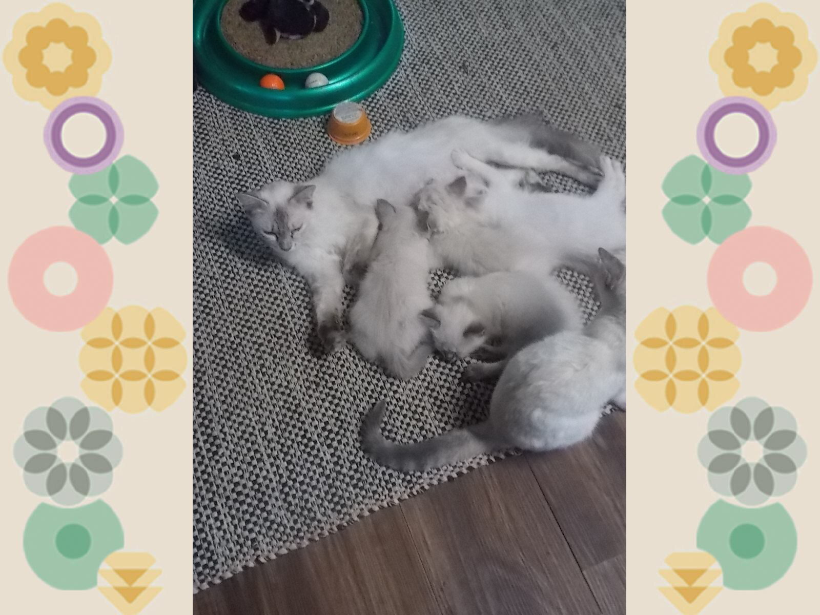 Siamese kittens image 1