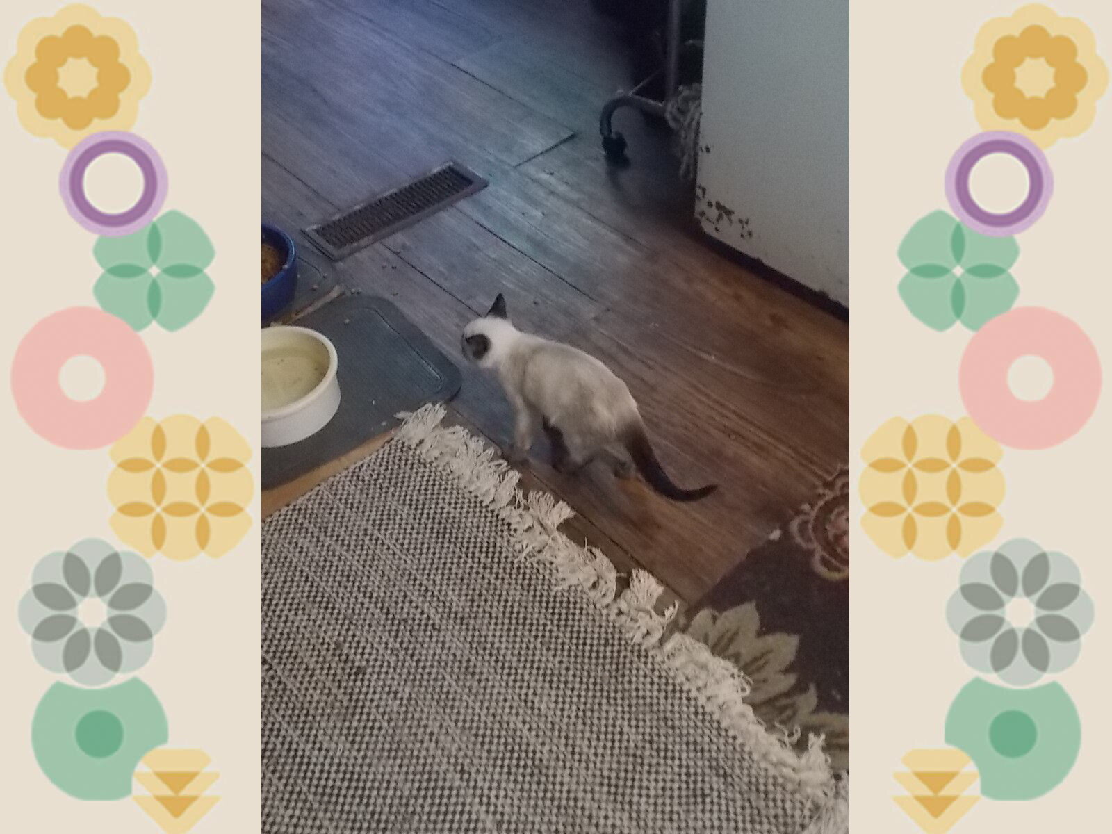 Siamese kittens image 3