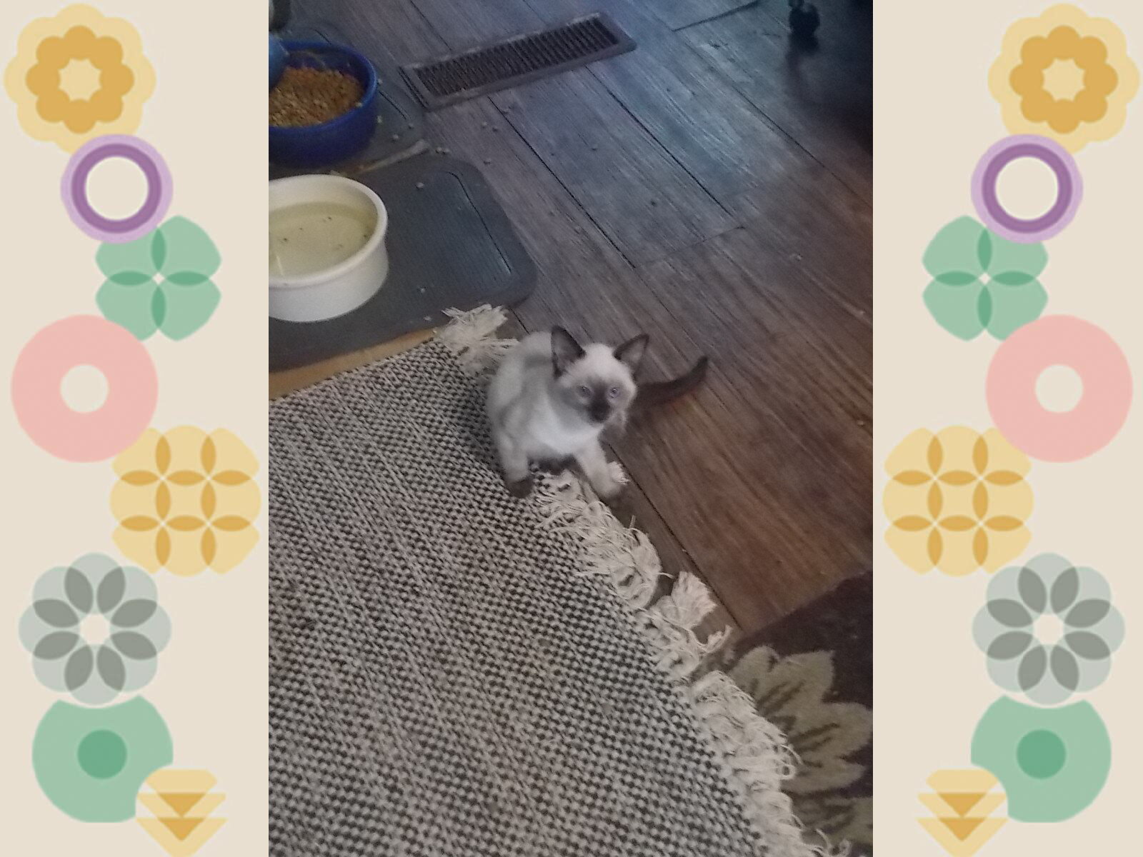Siamese kittens image 4
