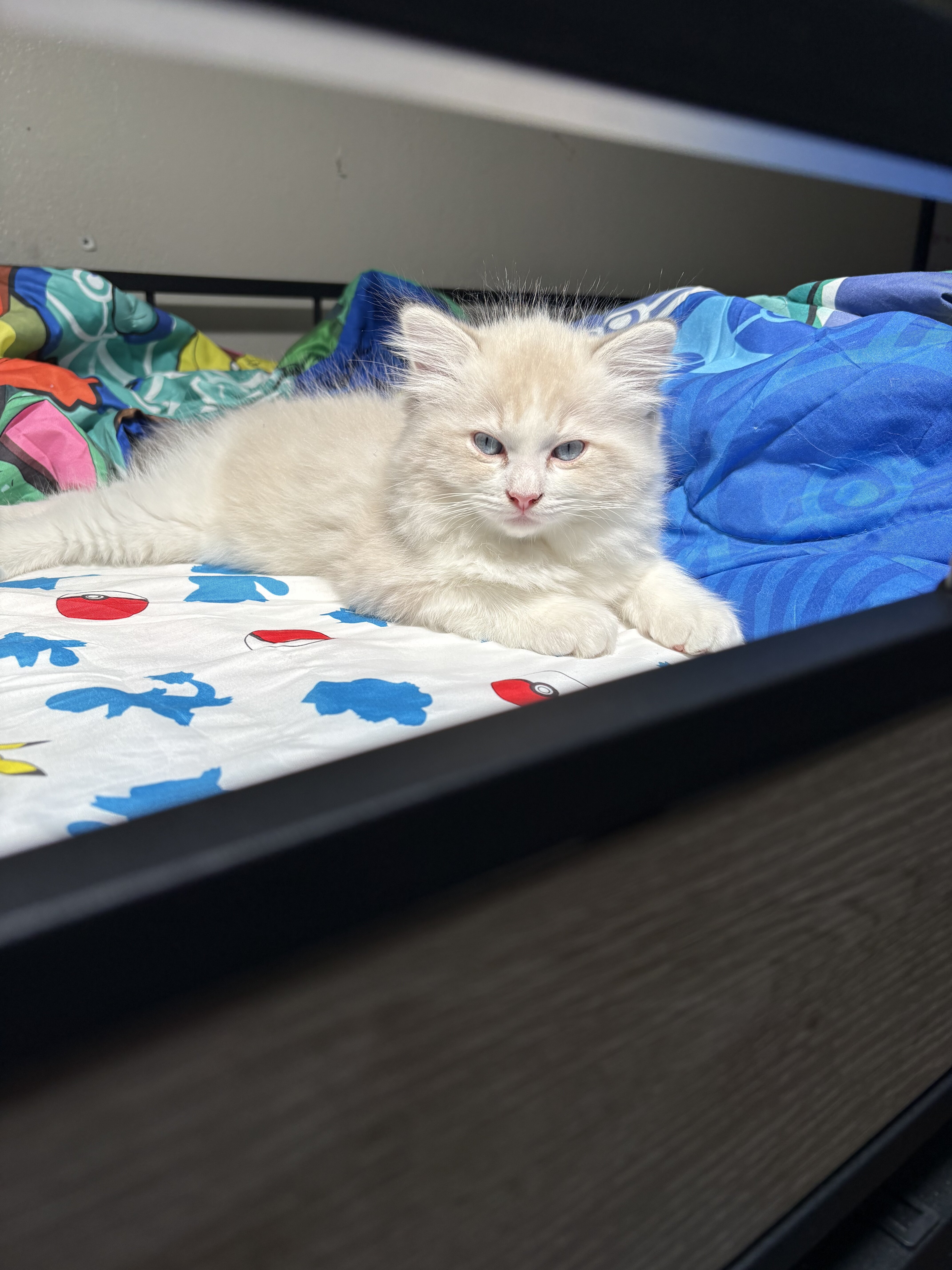 Ragdoll Kittens image 2