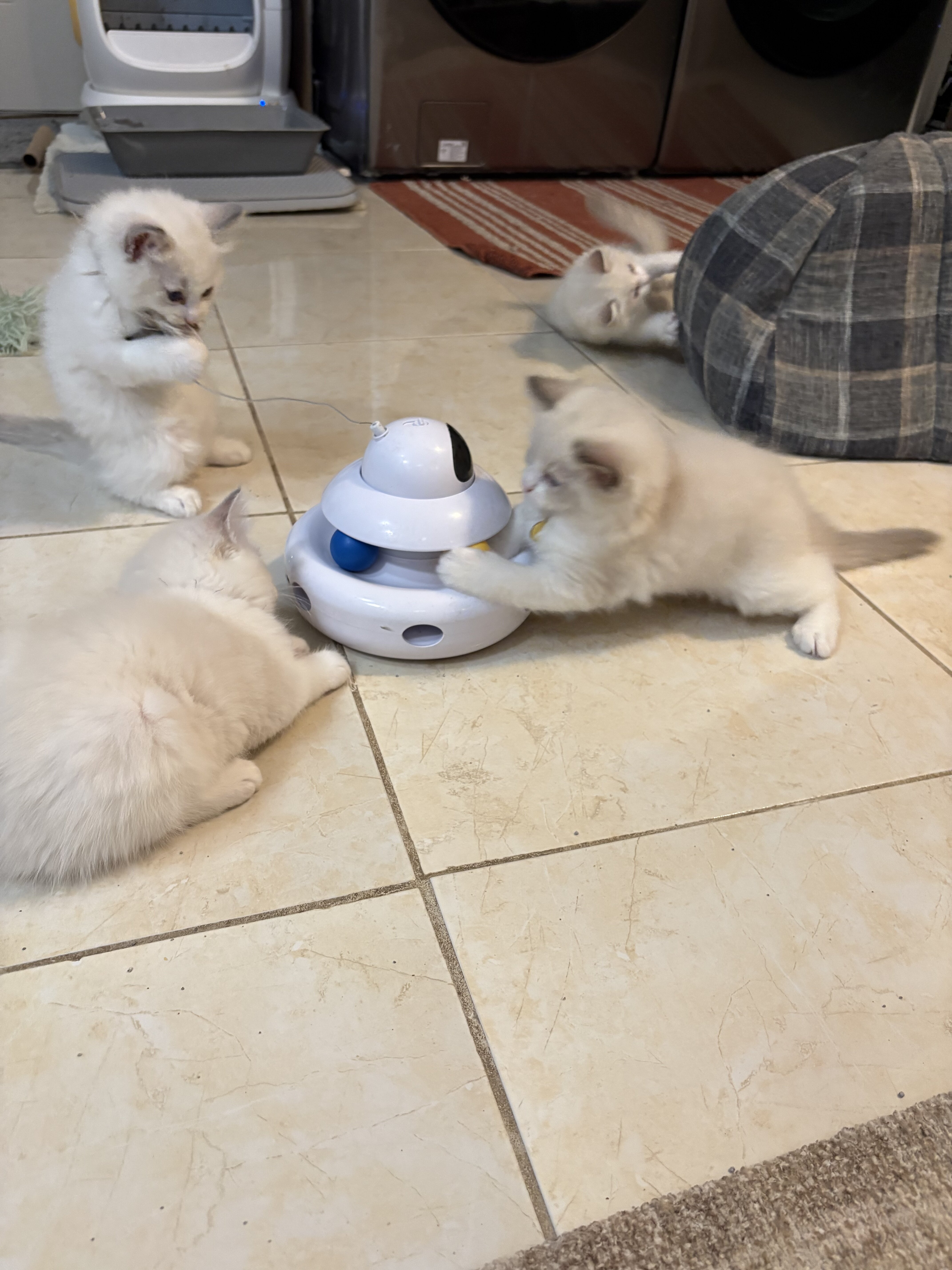 Ragdoll Kittens image 4
