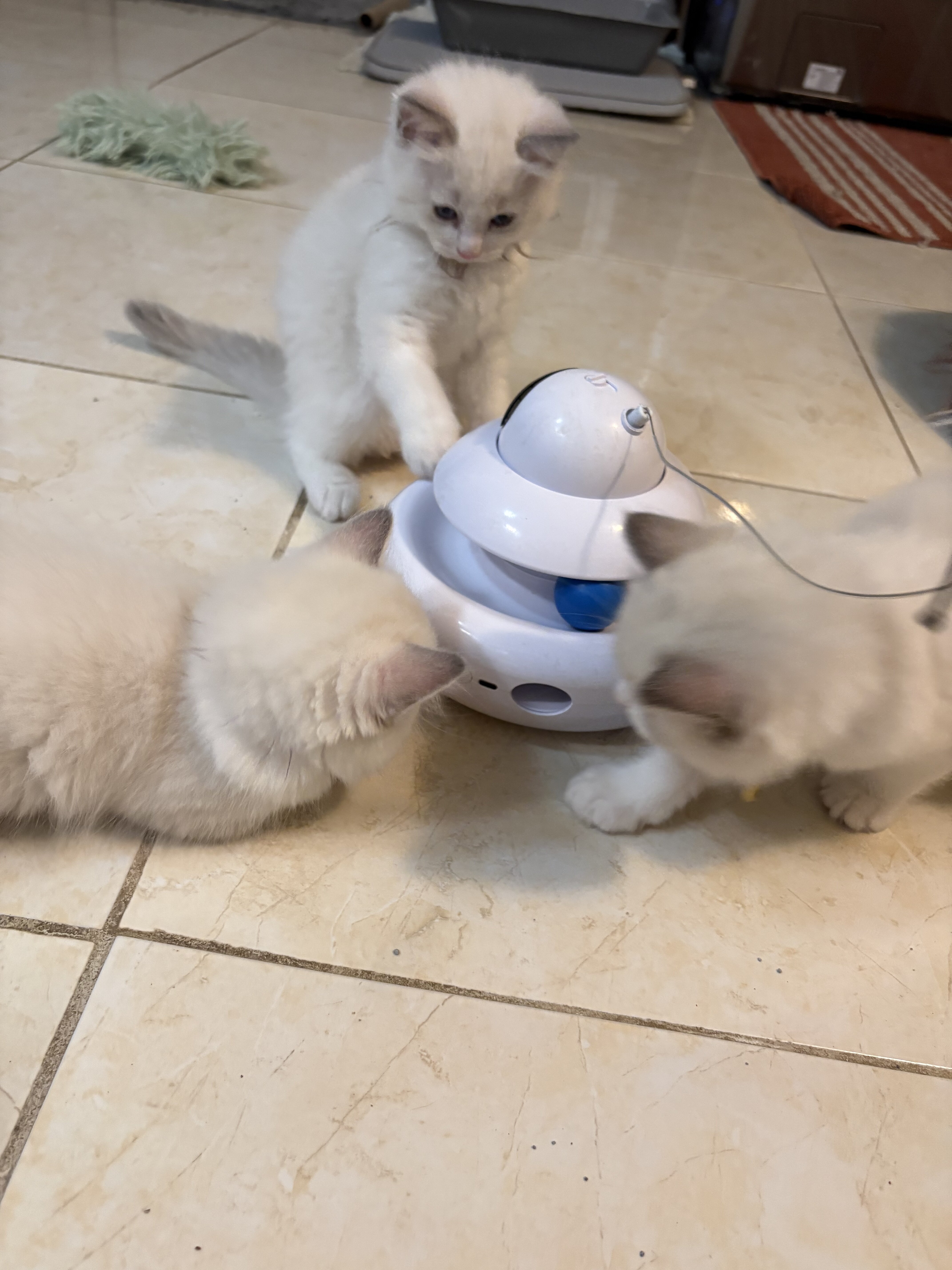 Ragdoll Kittens image 3
