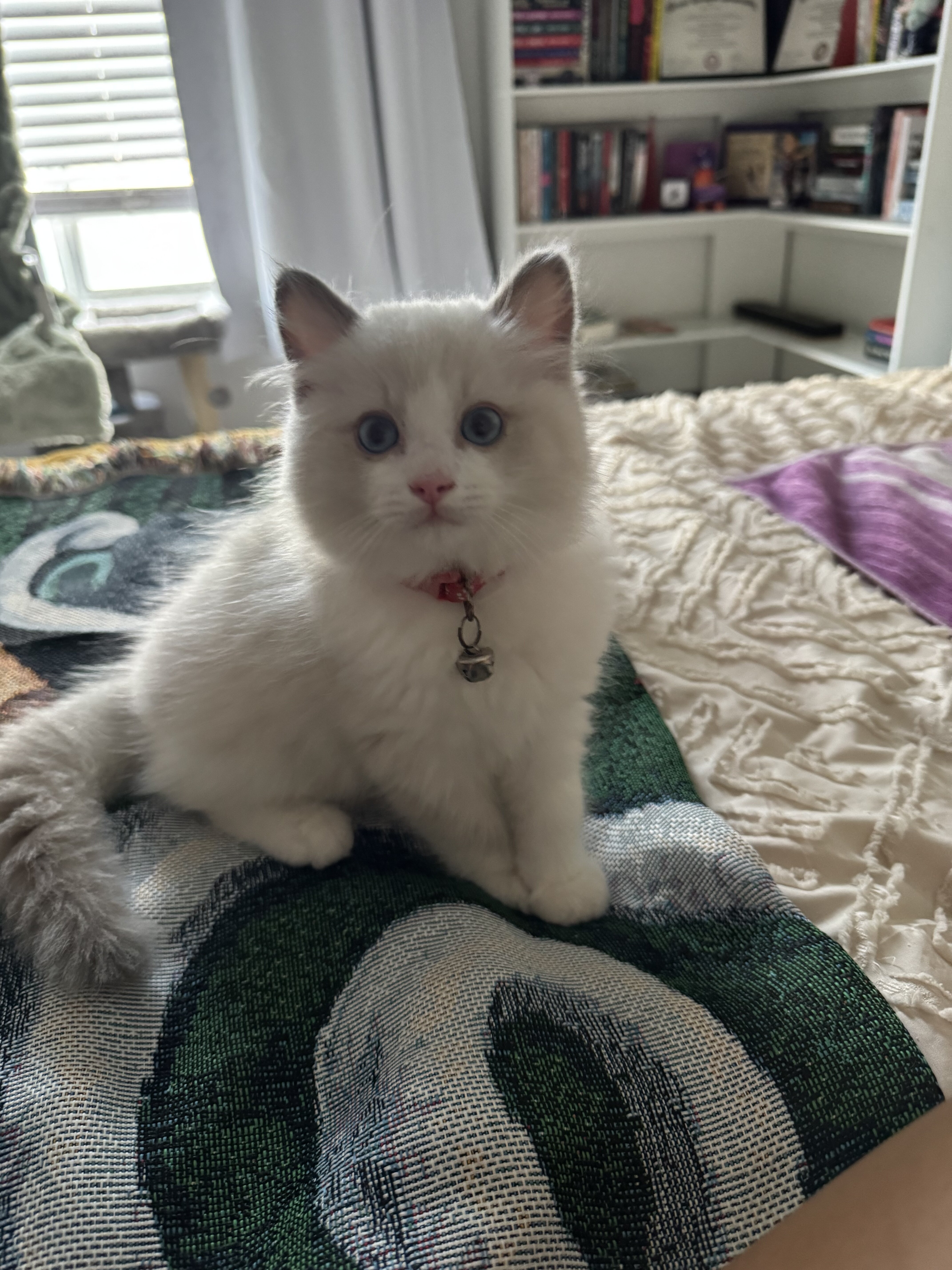 Ragdoll Kittens image 1