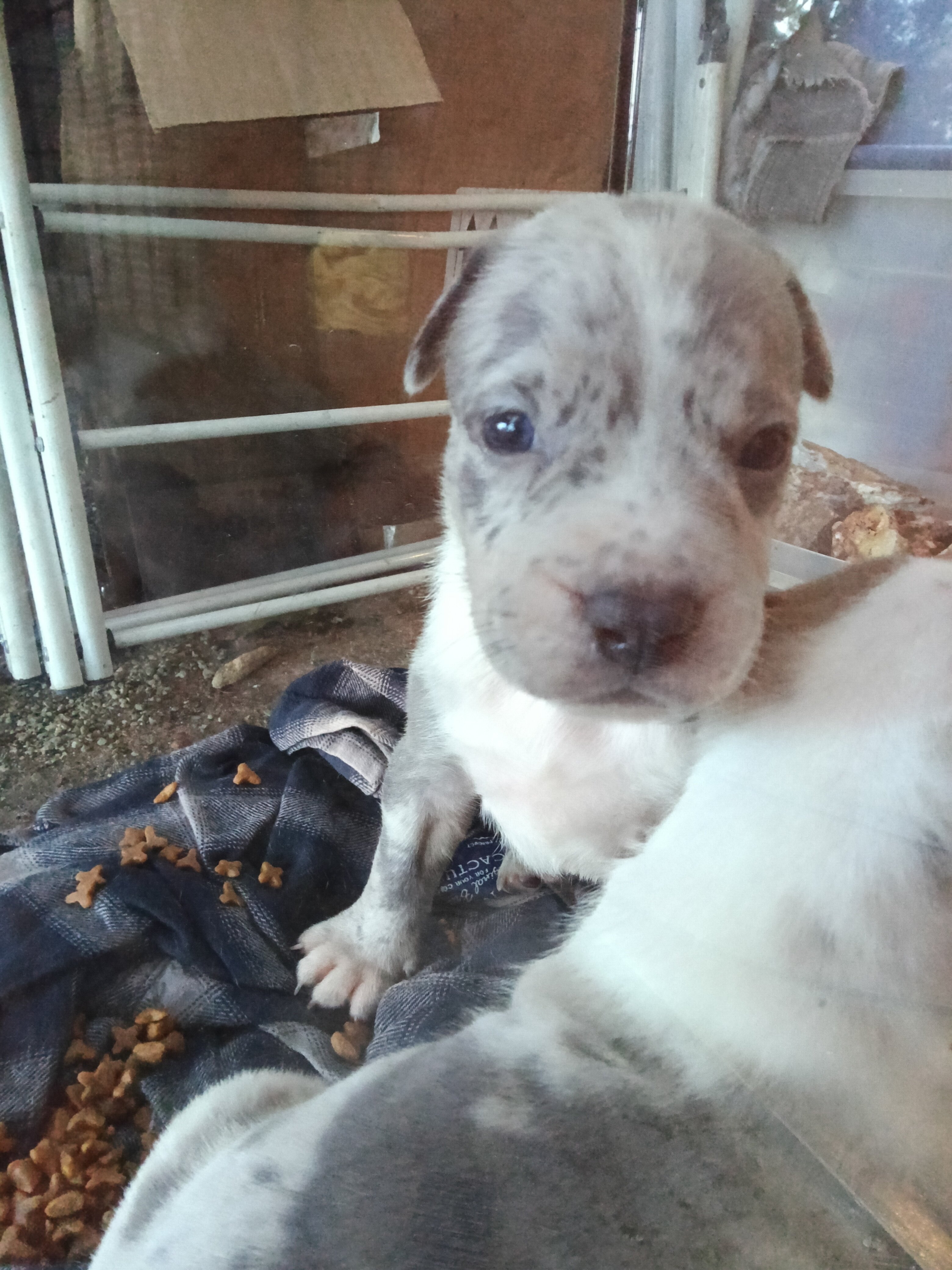 Merle bully puppy $ or trade image 1