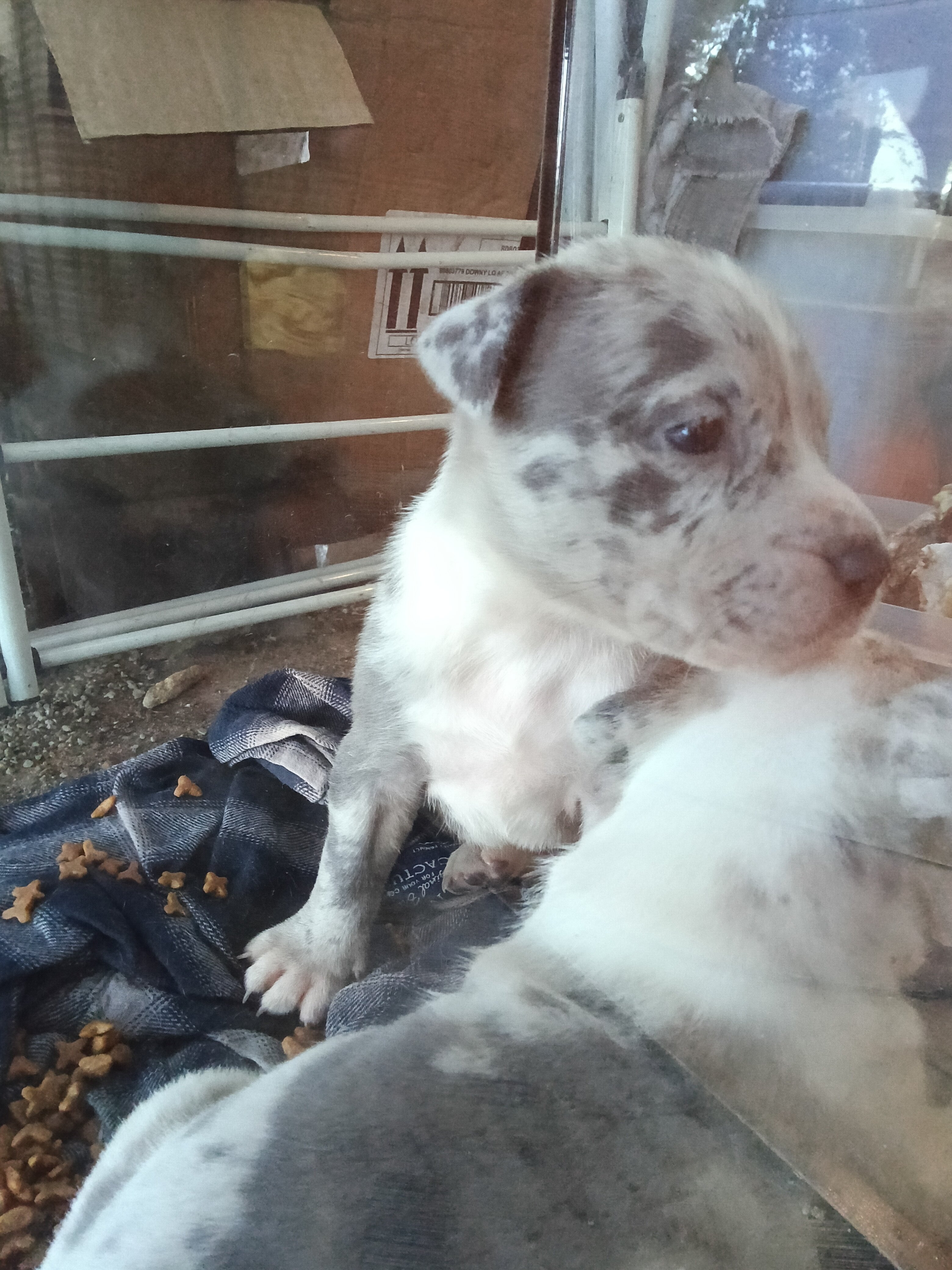Merle bully puppy $ or trade image 2