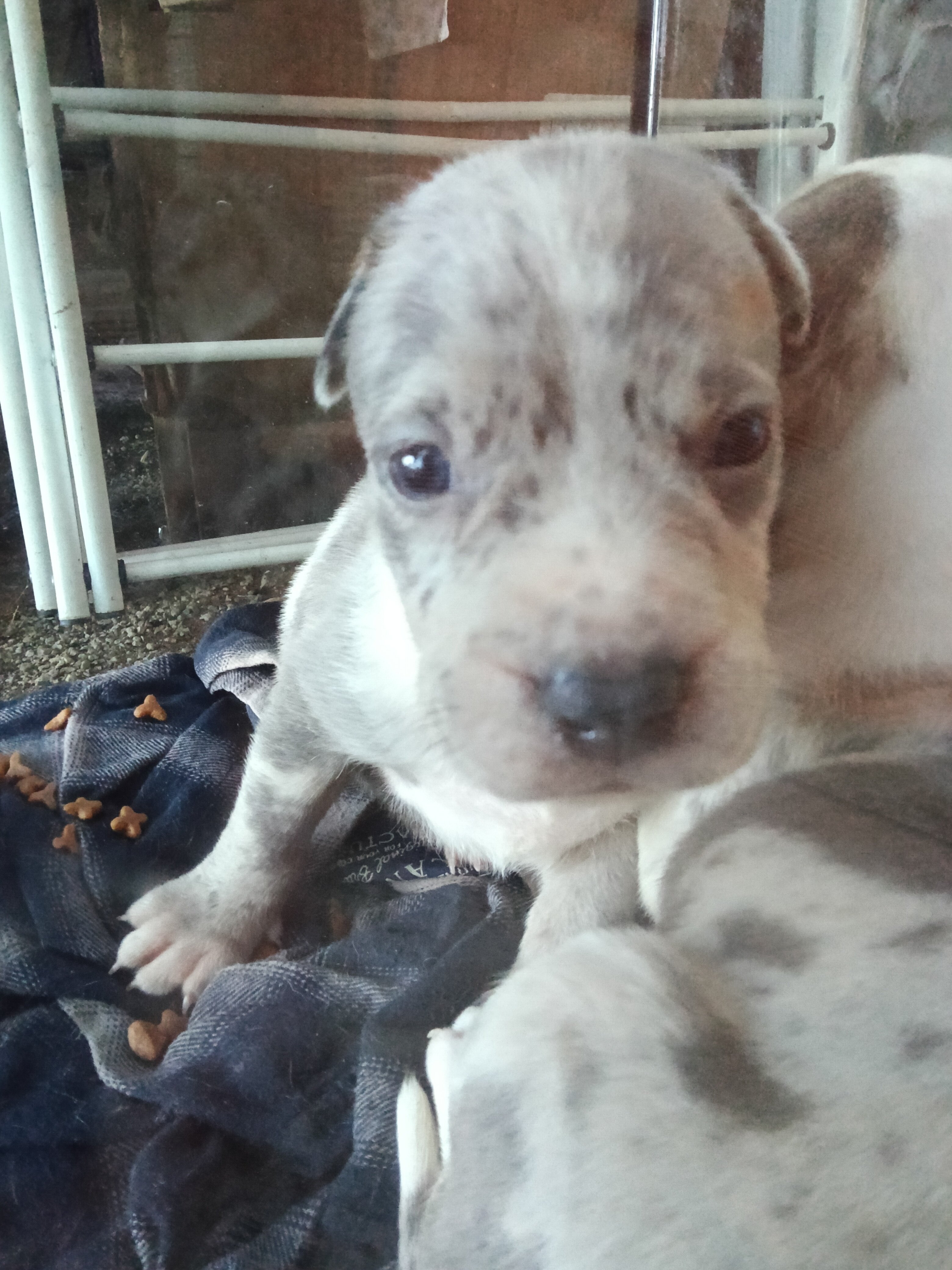 Merle bully puppy $ or trade image 3
