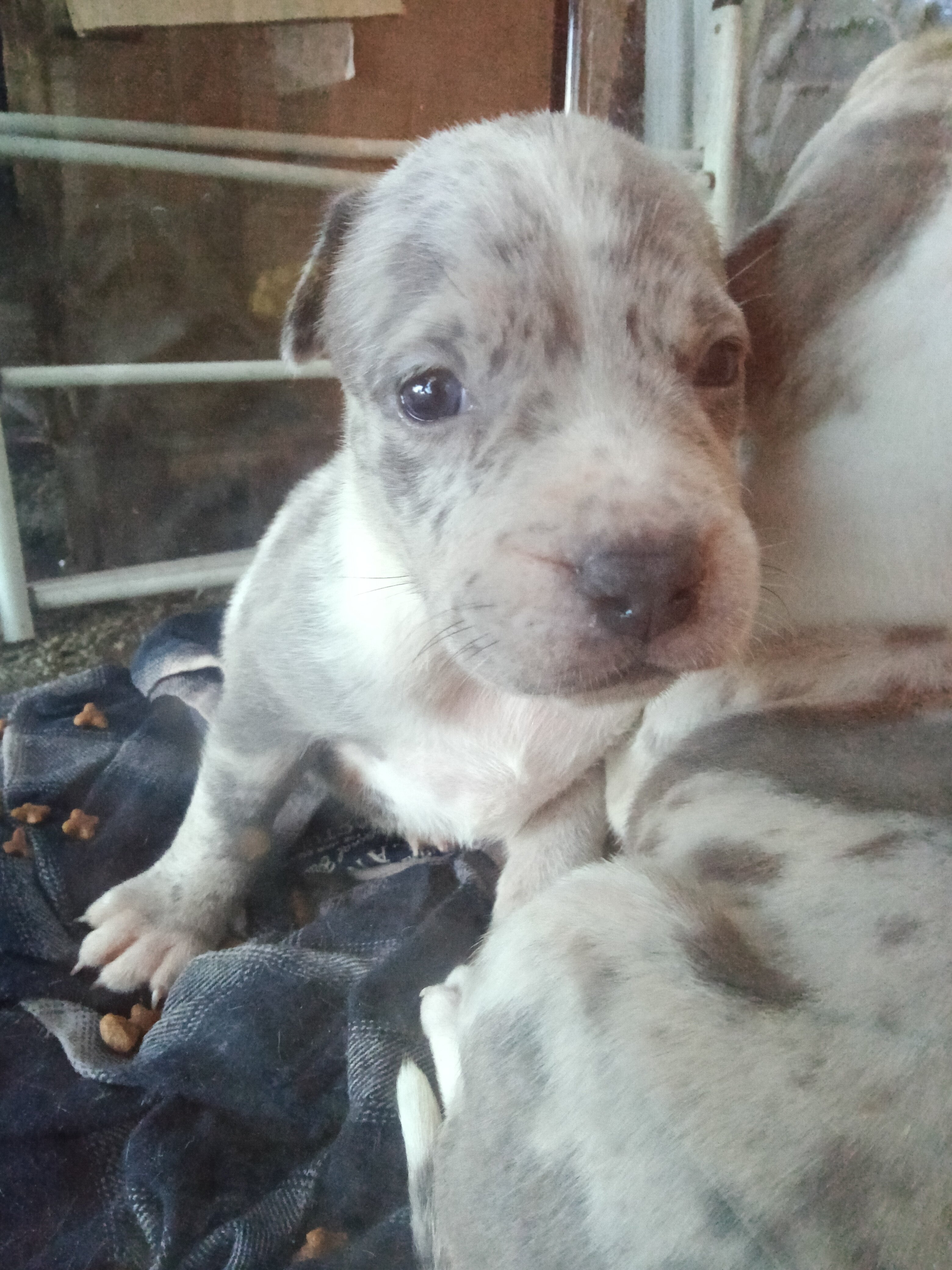 Merle bully puppy $ or trade image 4