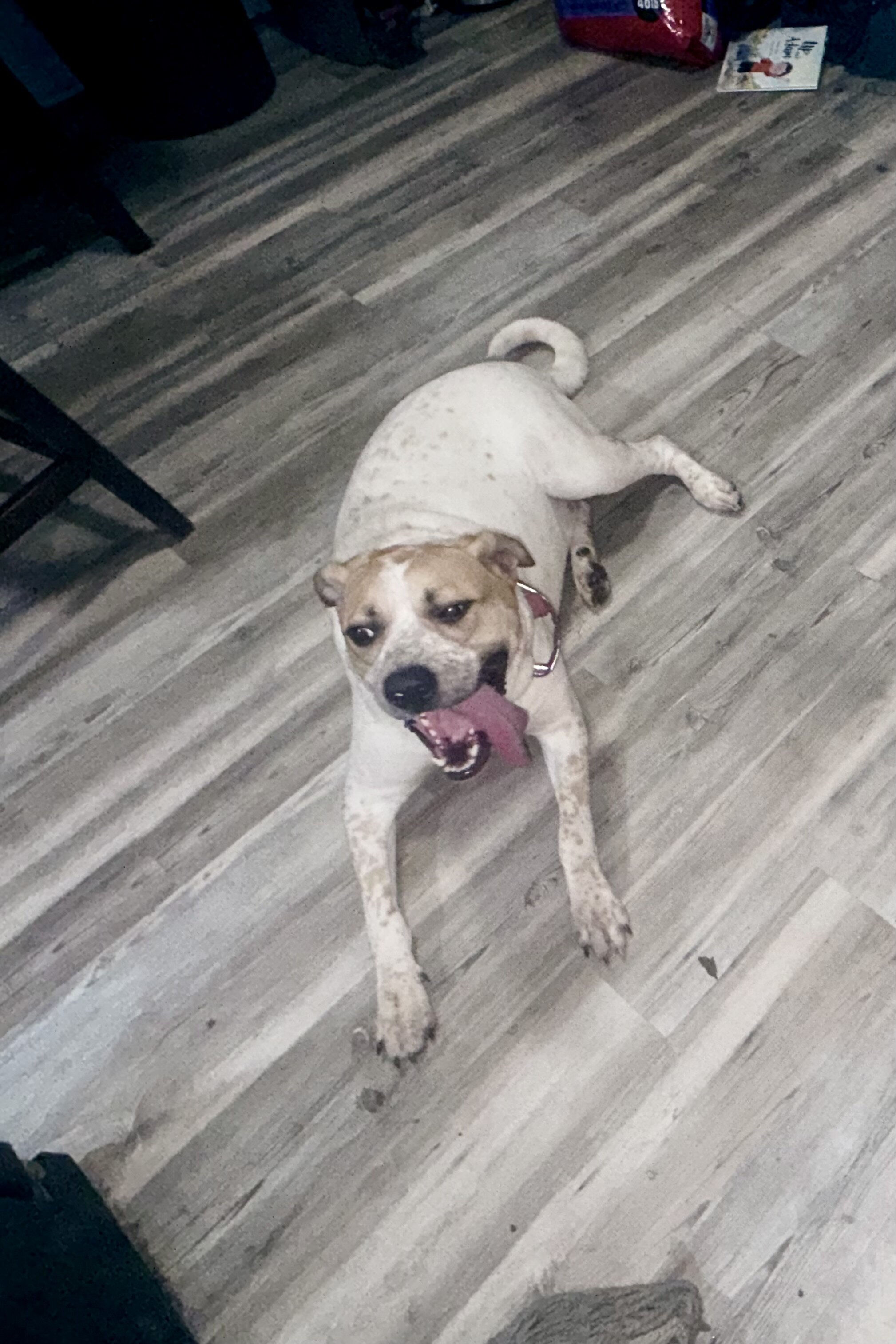 1 year old female dog image 1