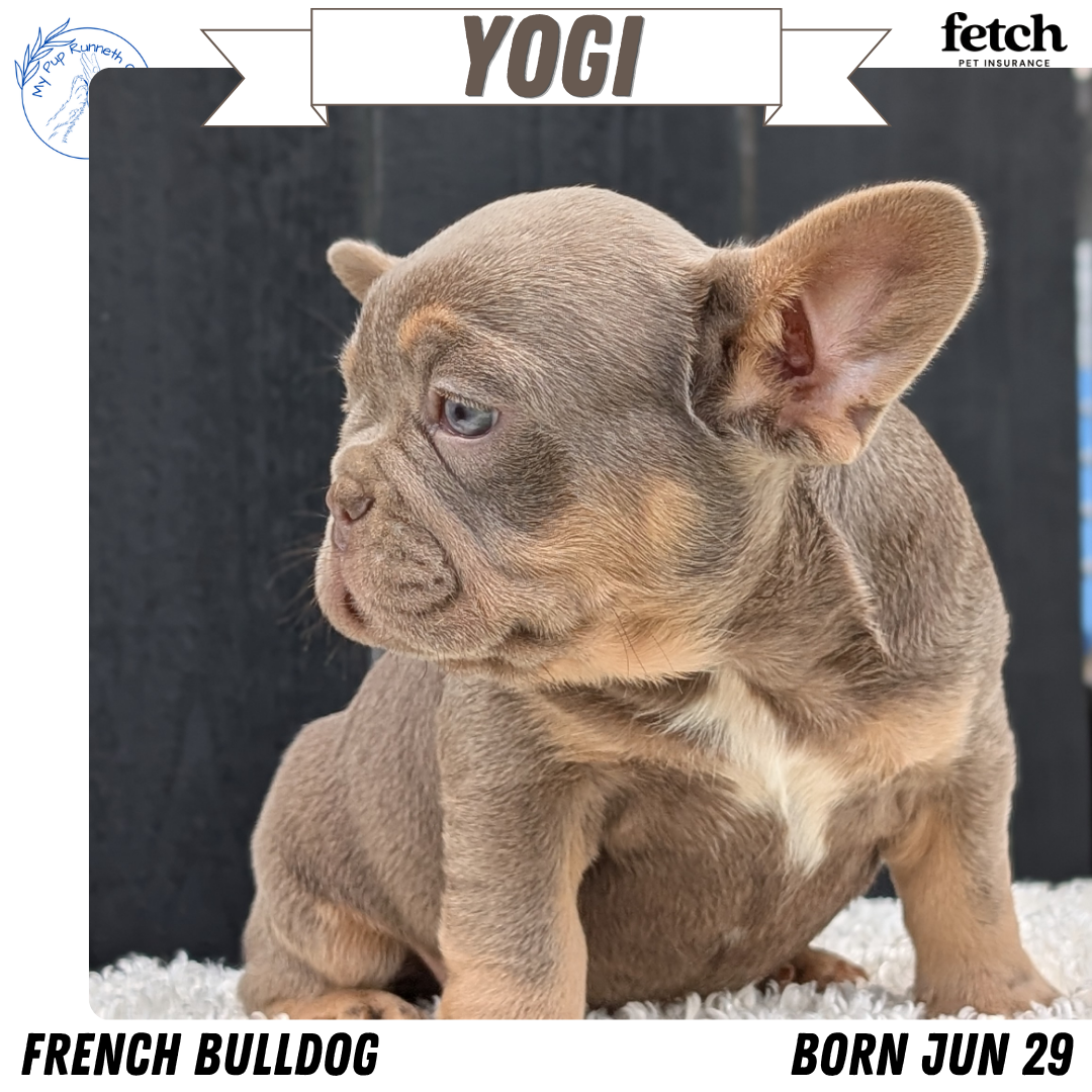 AKC FRENCH BULLDOG PUPS image 2