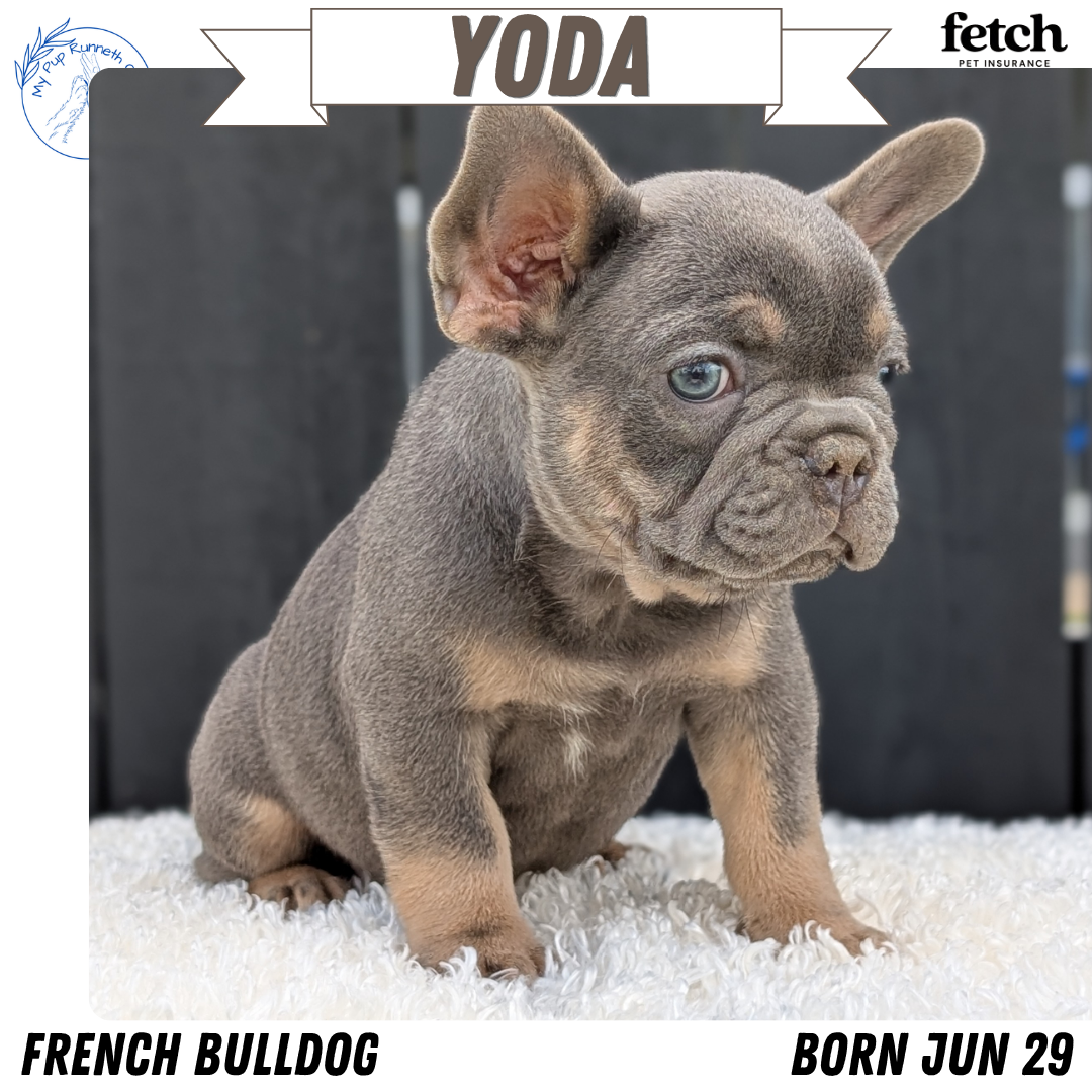 AKC FRENCH BULLDOG PUPS image 3