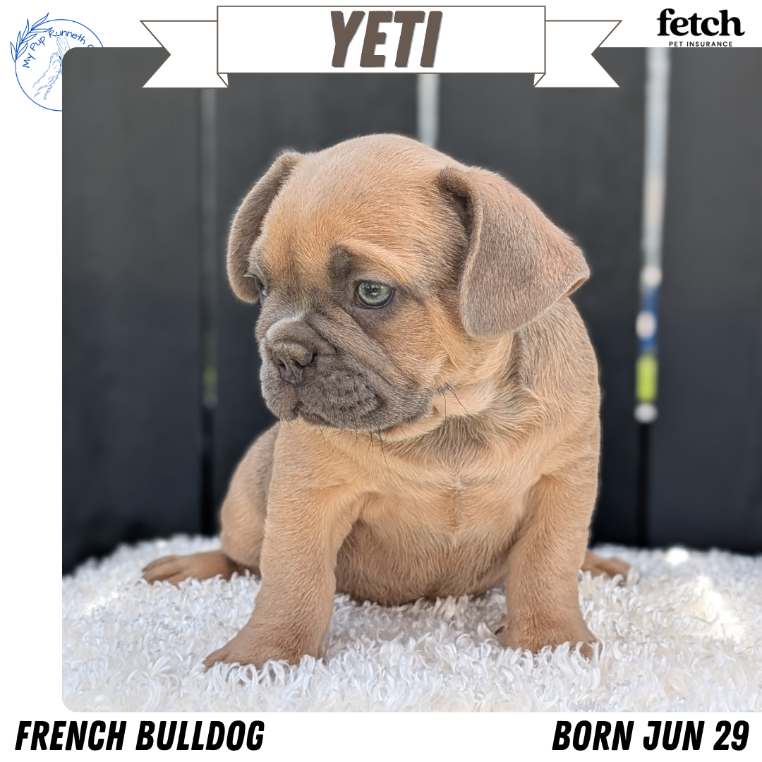 AKC FRENCH BULLDOG PUPS image 4