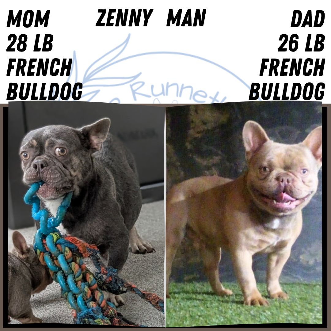AKC FRENCH BULLDOG PUPS image 5