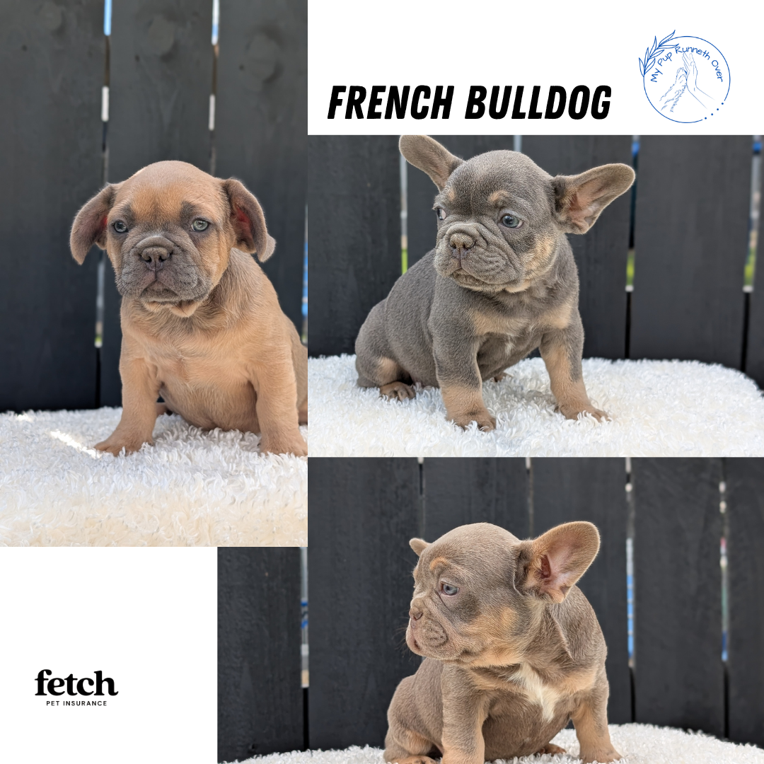 AKC FRENCH BULLDOG PUPS image 1