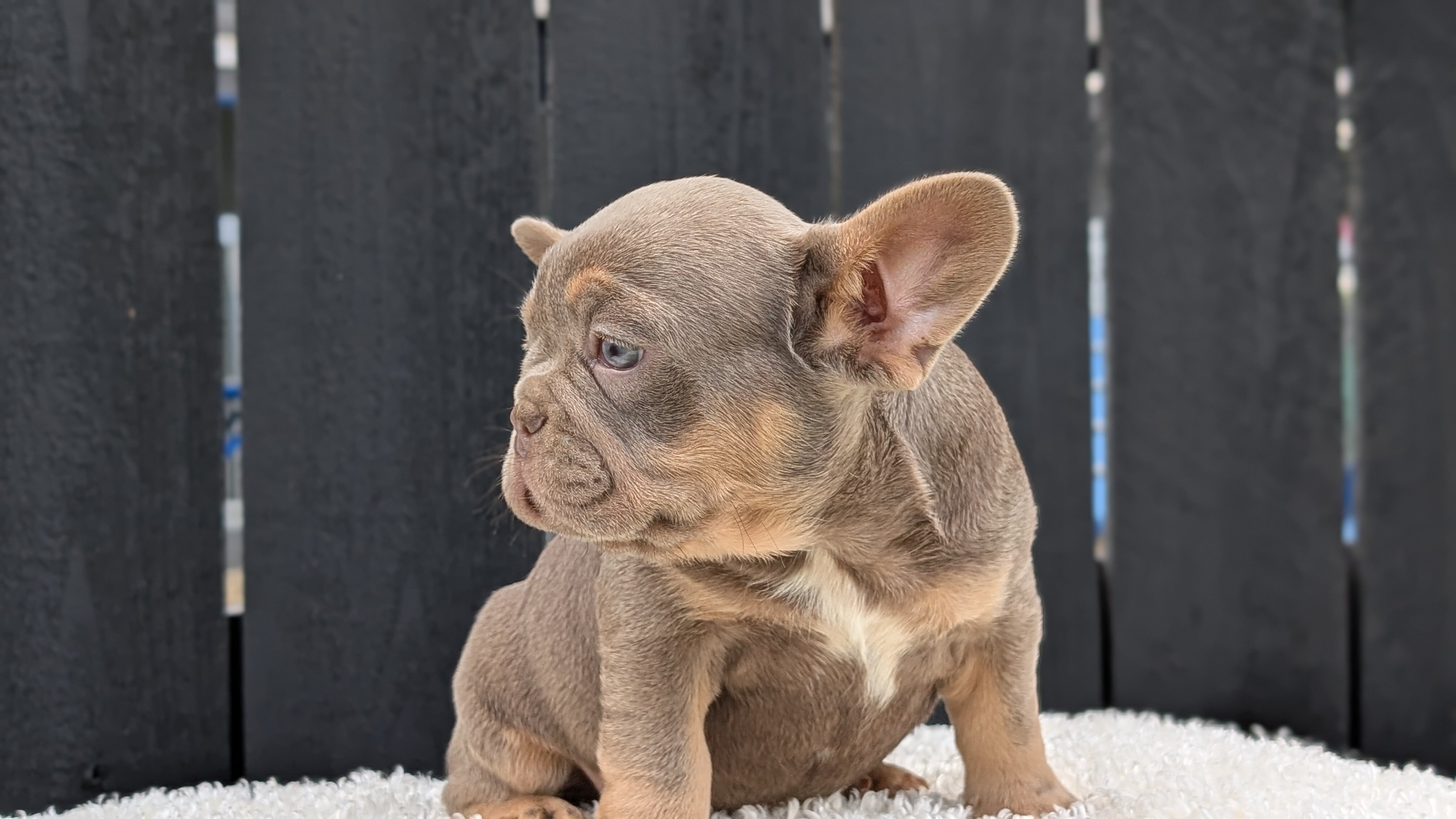 AKC FRENCH BULLDOG PUPS image 6