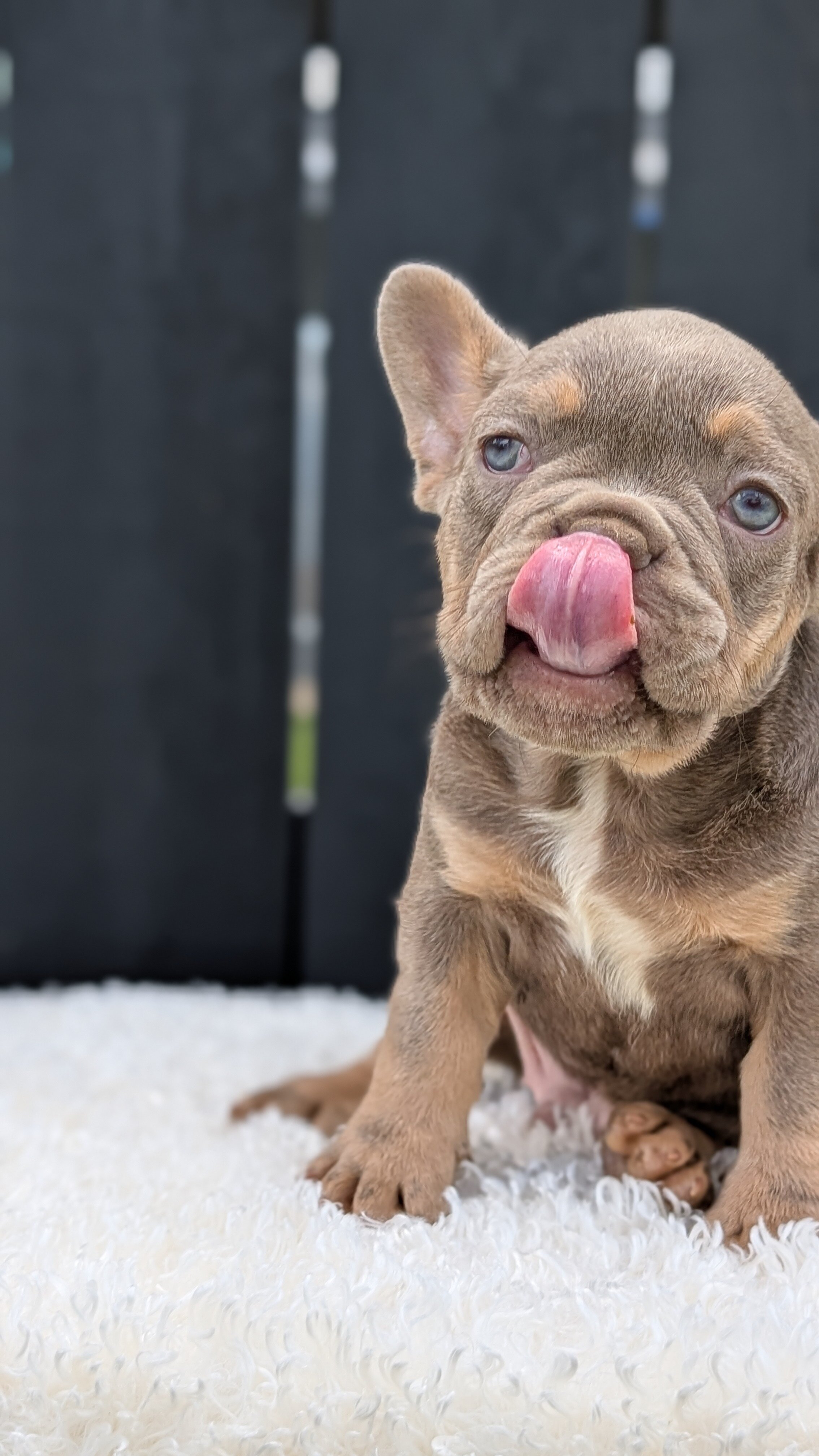 AKC FRENCH BULLDOG PUPS image 10