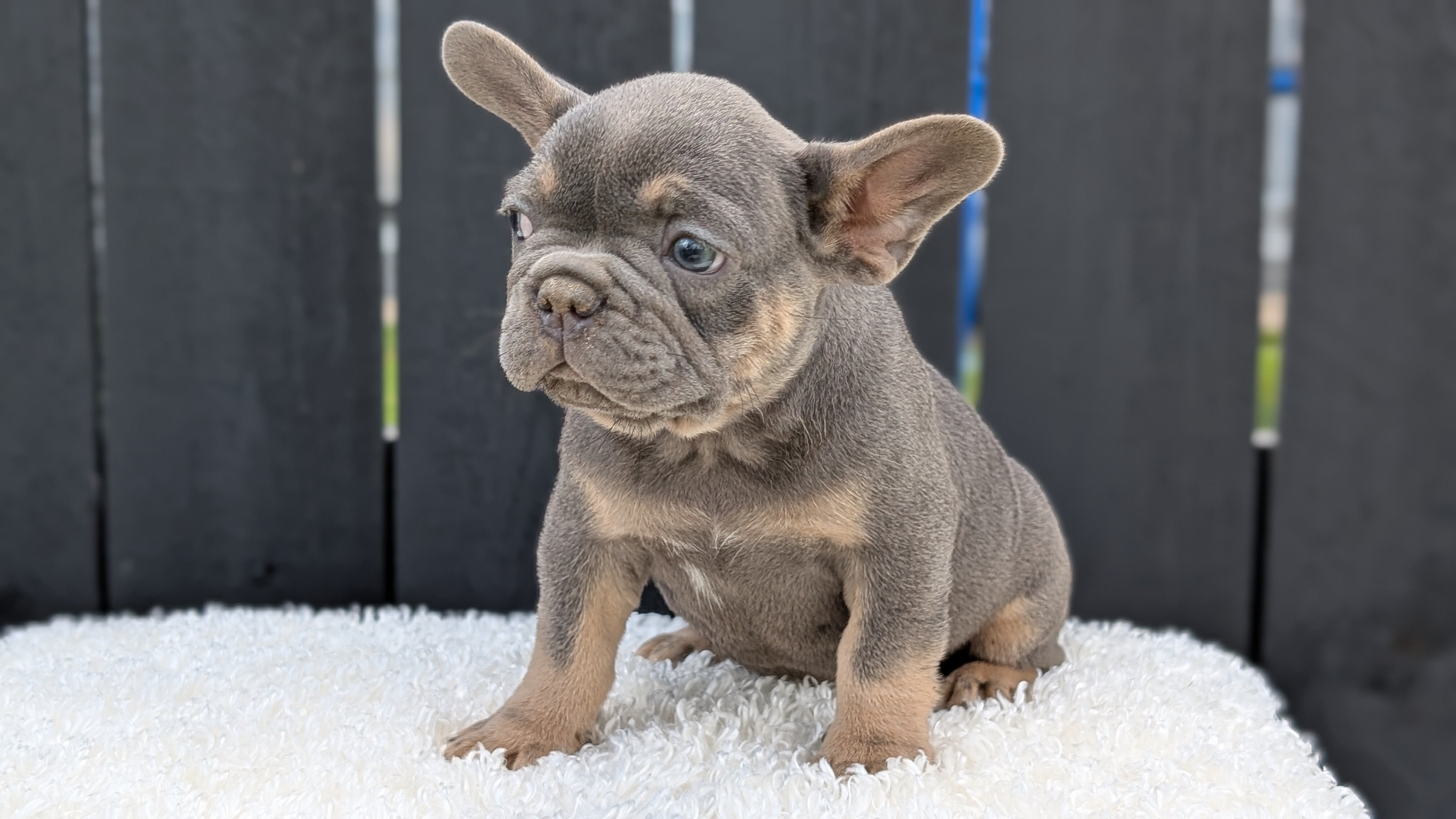 AKC FRENCH BULLDOG PUPS image 7
