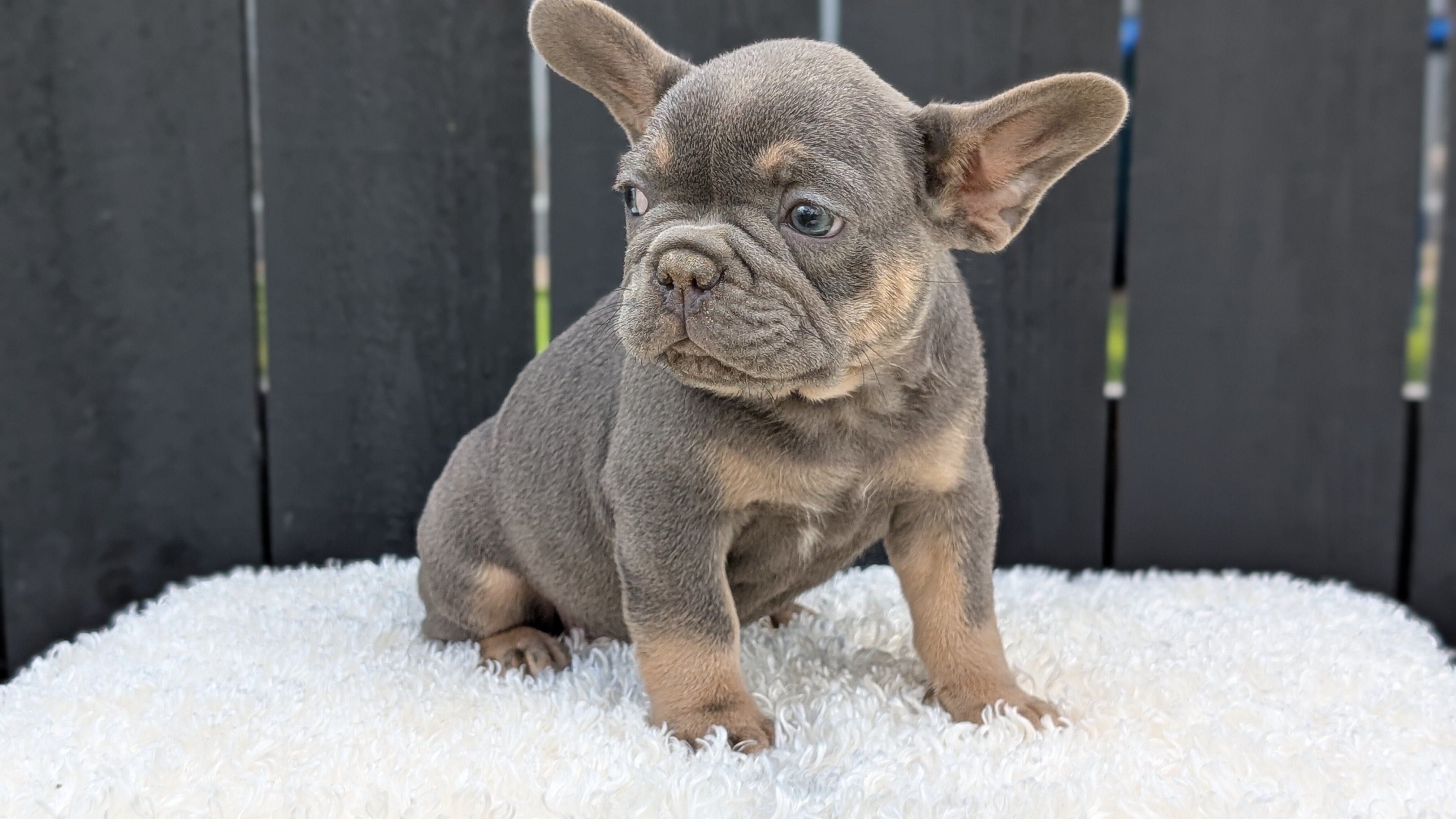 AKC FRENCH BULLDOG PUPS image 8