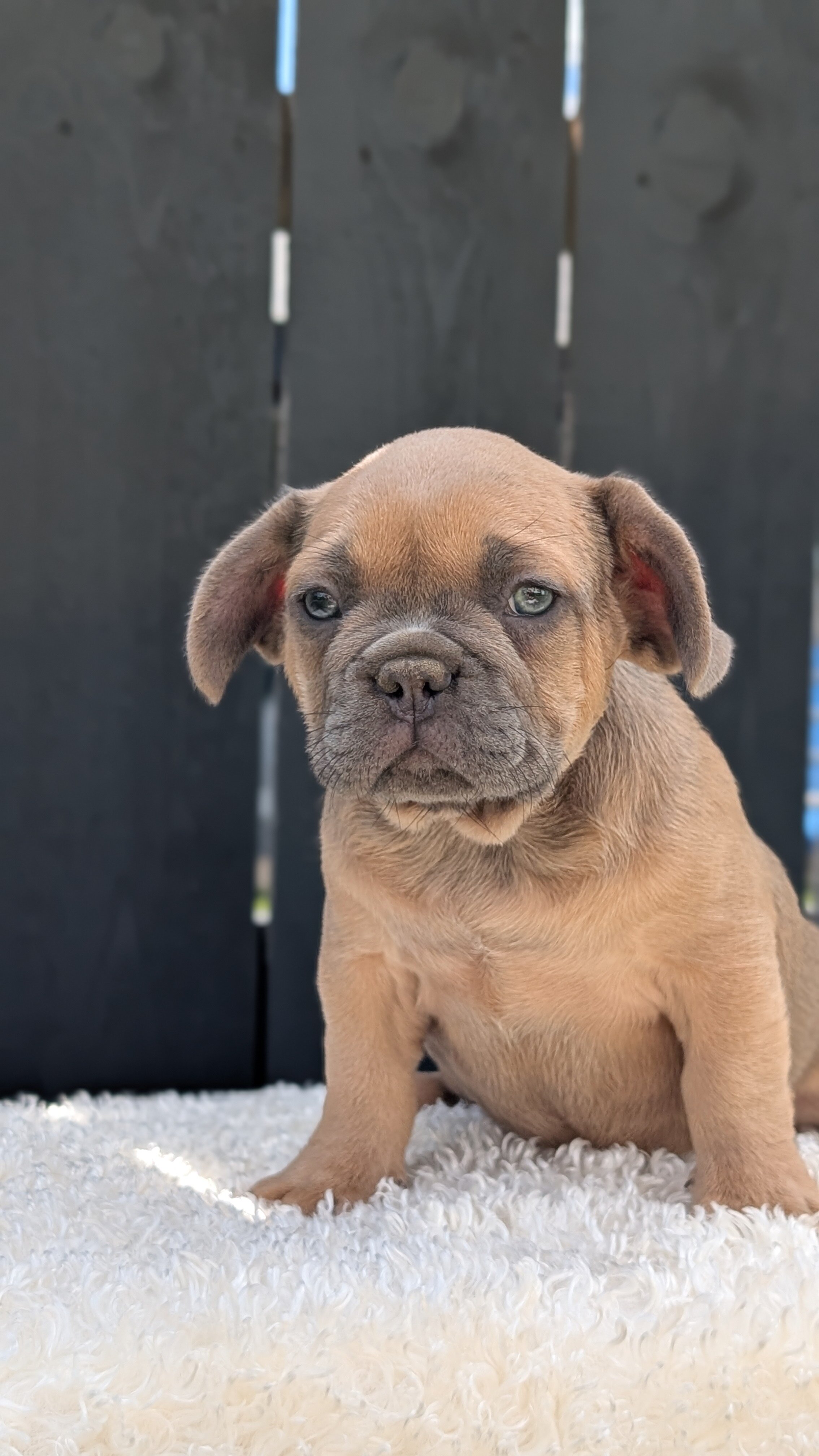 AKC FRENCH BULLDOG PUPS image 9