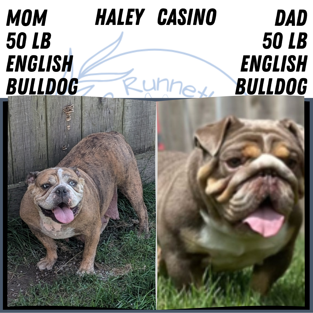AKC ENGLISH BULLDOG PUPS image 4