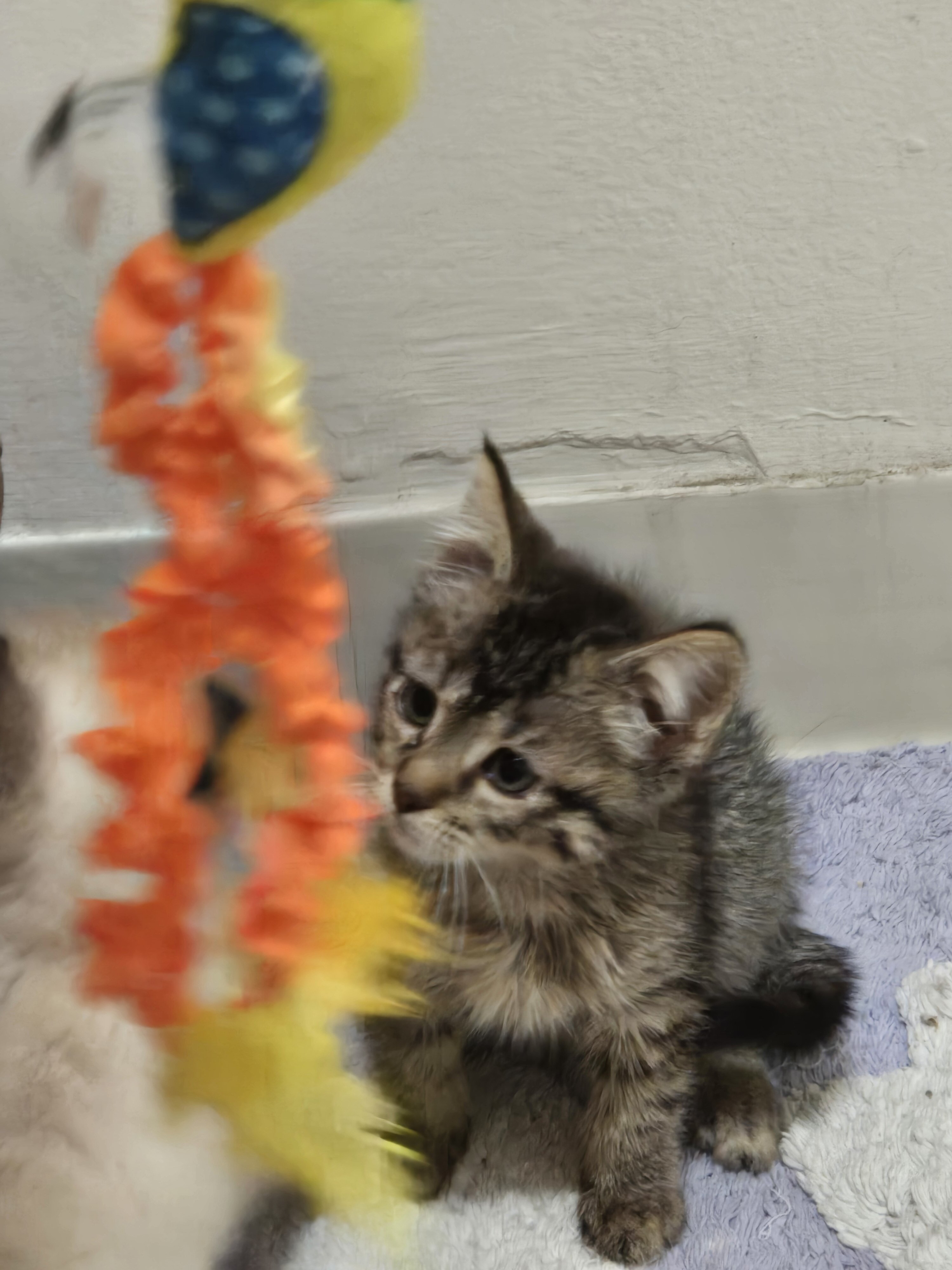 kitties image 9