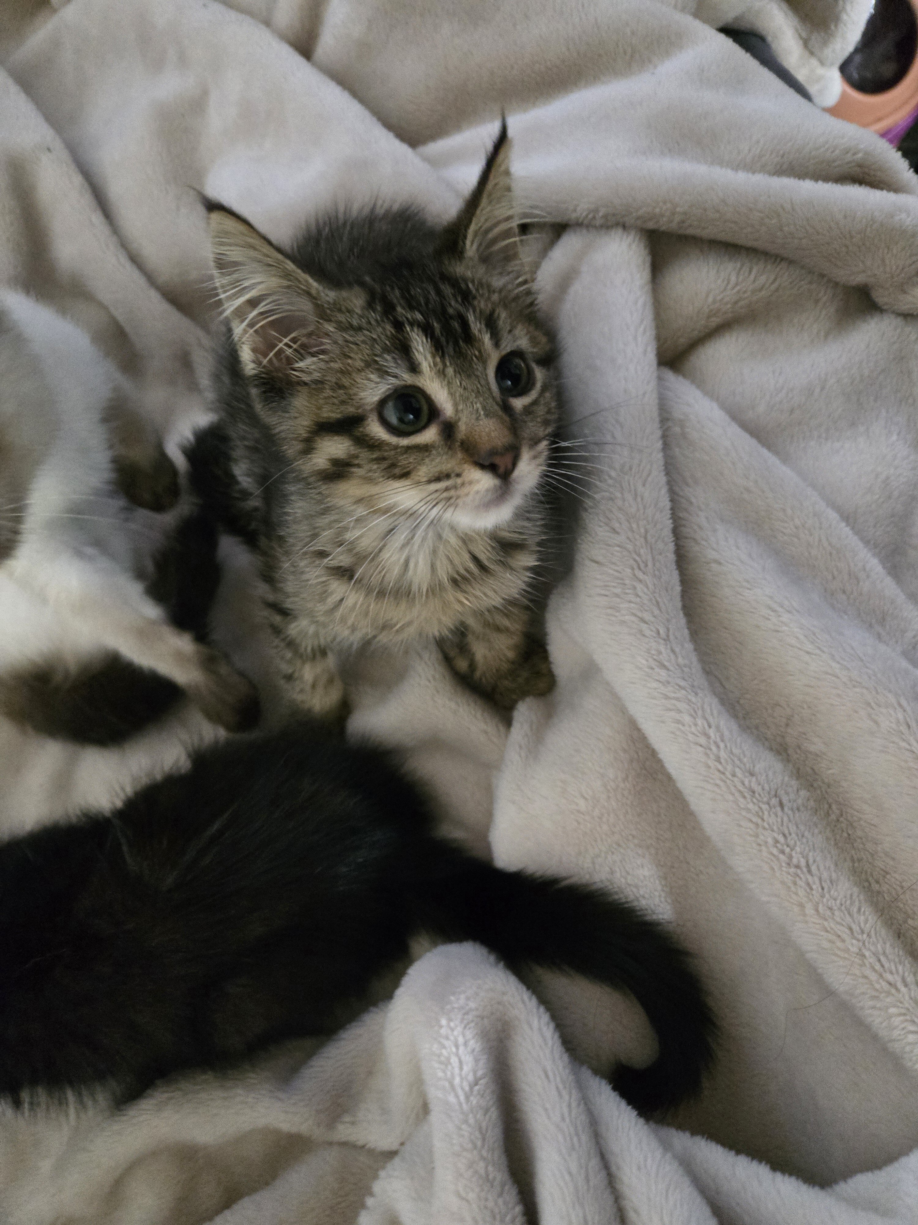 kitties image 8
