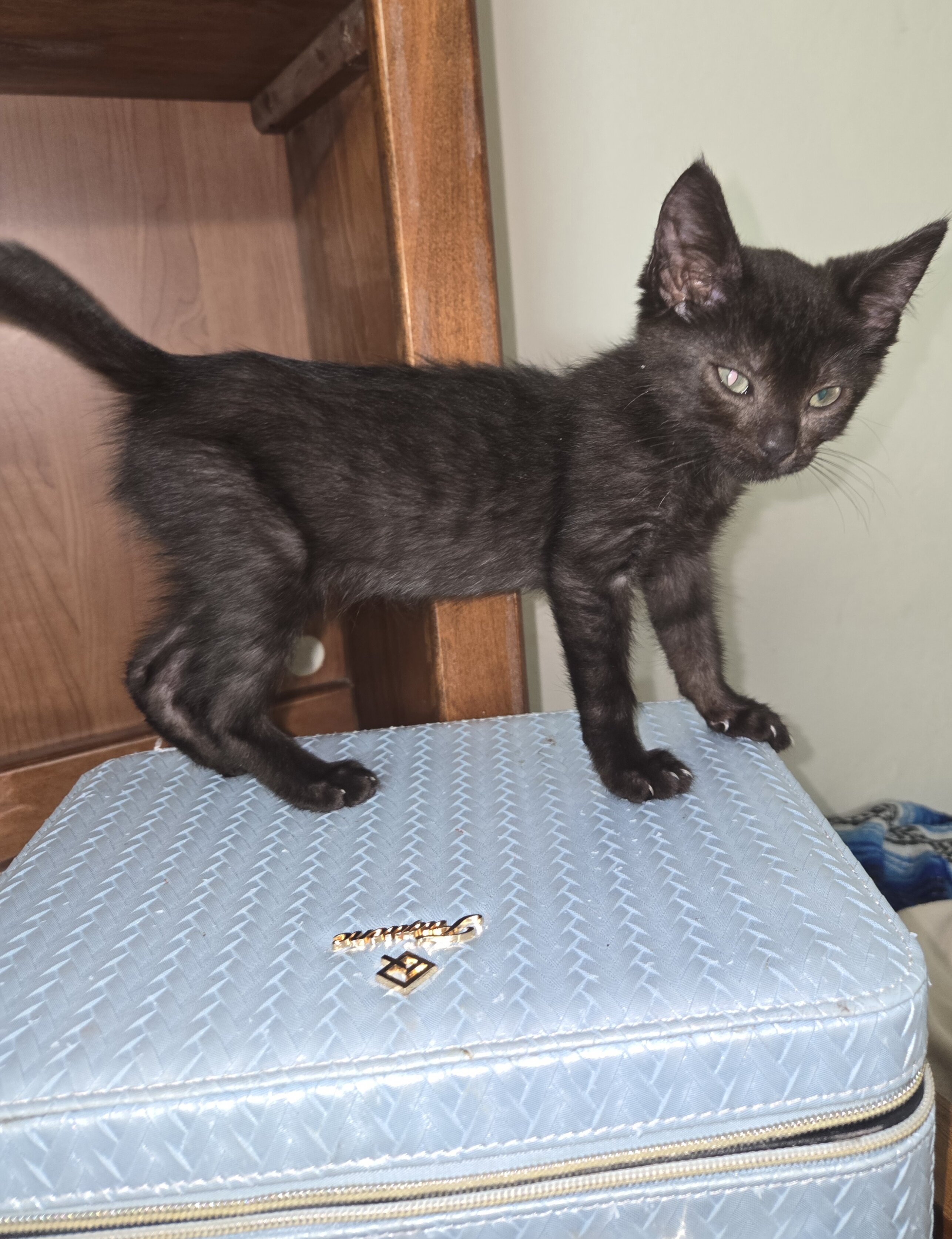 kitties image 7