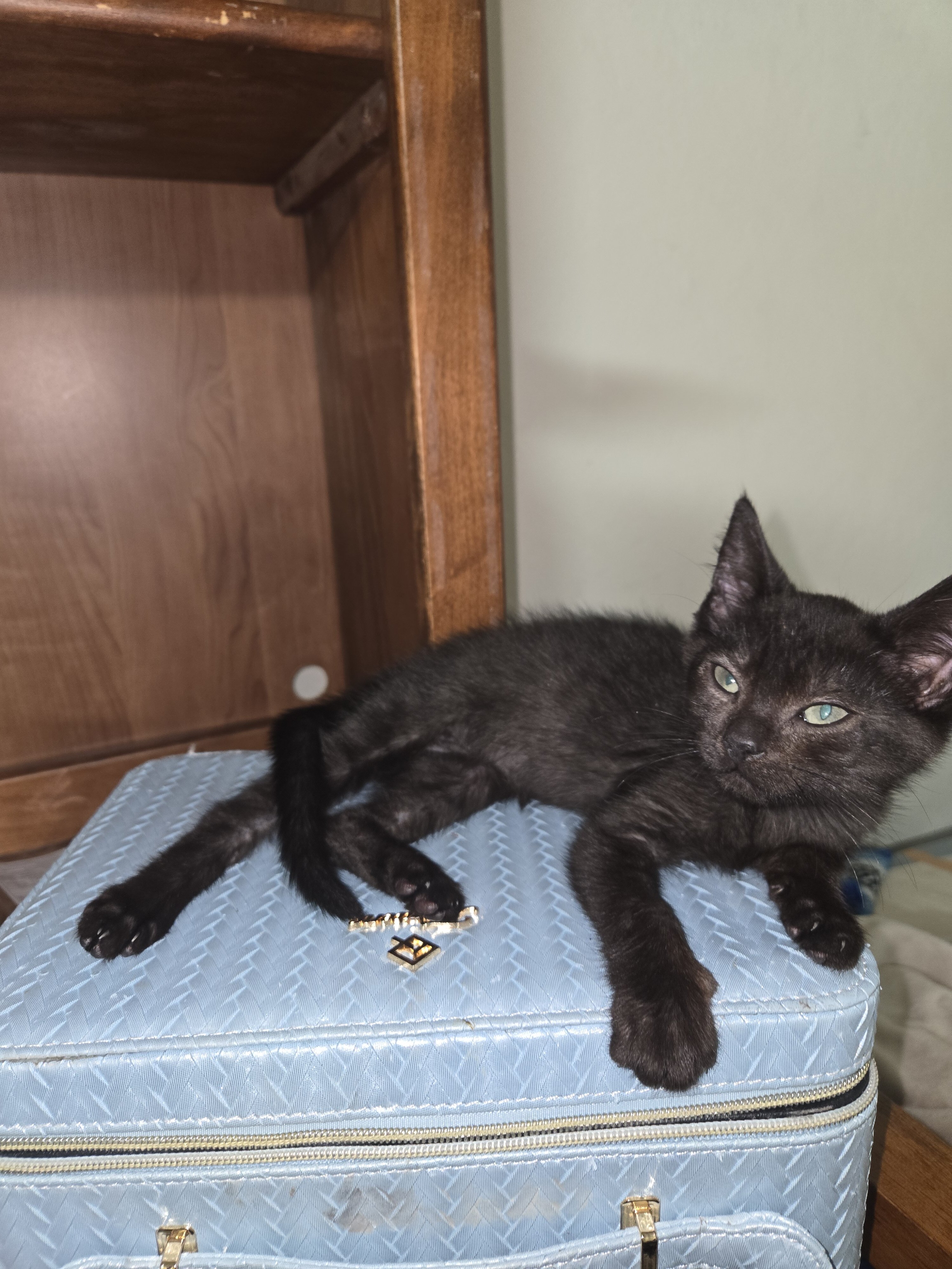 kitties image 6