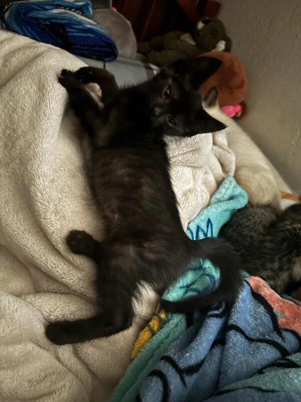 kitties image 5